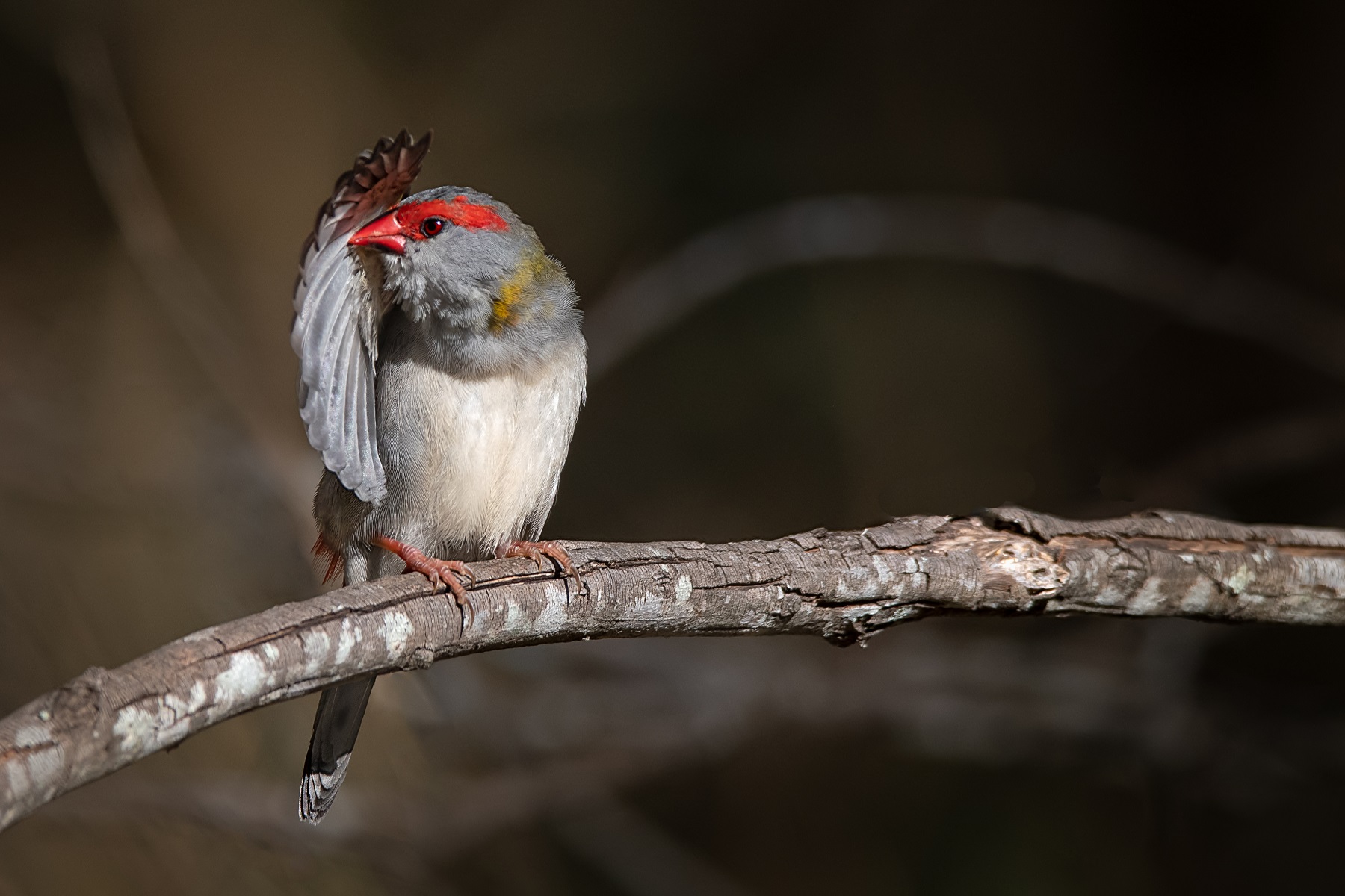 Red-browed Finch (Image ID 42777)
