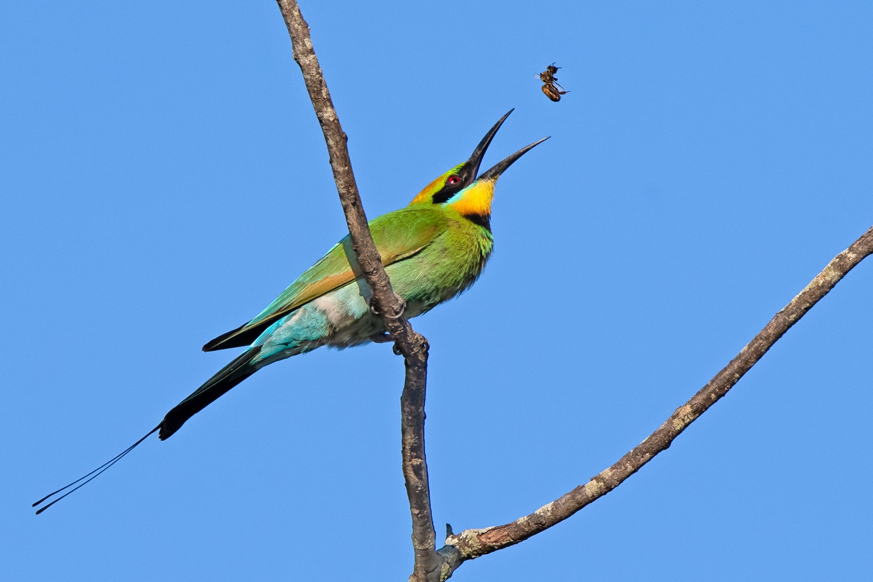 Rainbow Bee-eater (Image ID 42873)