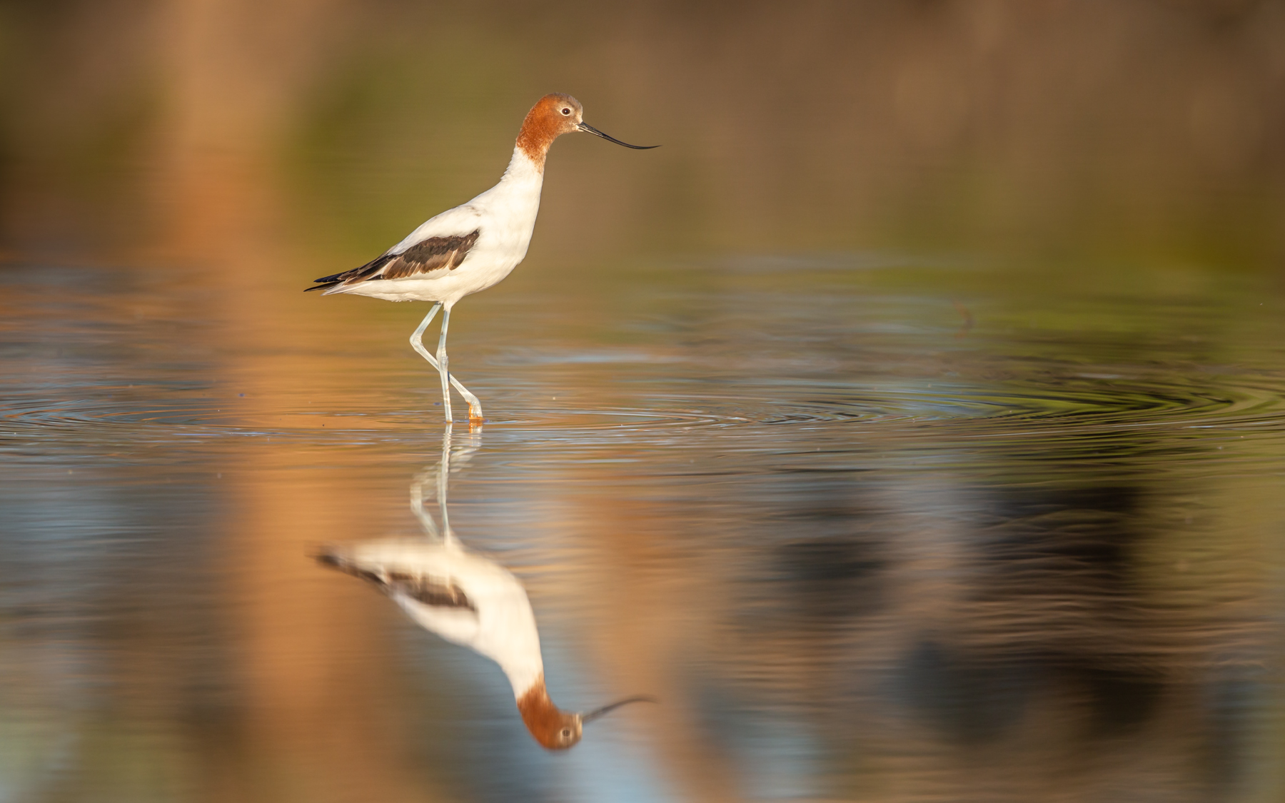 Red-necked Avocet (Image ID 43202)