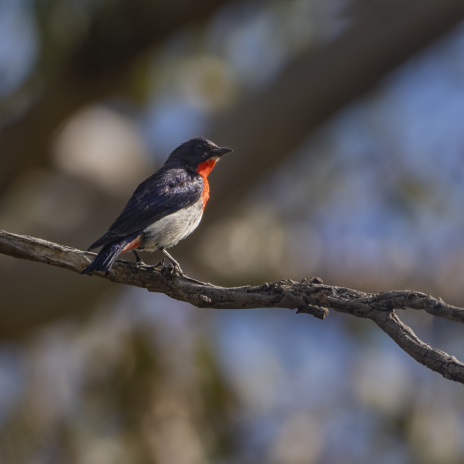 Mistletoebird (Image ID 42925)