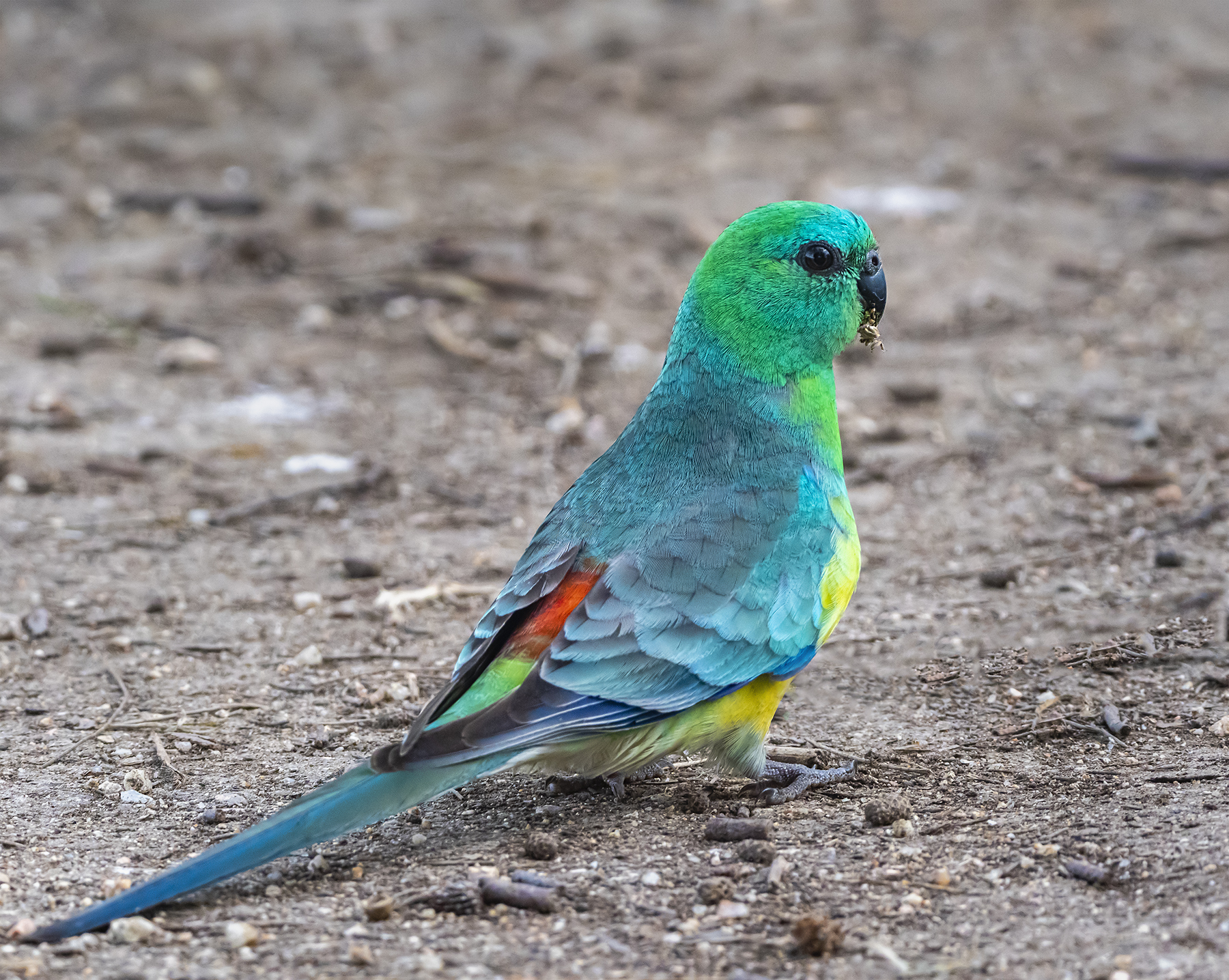 Red-rumped Parrot (Image ID 42937)