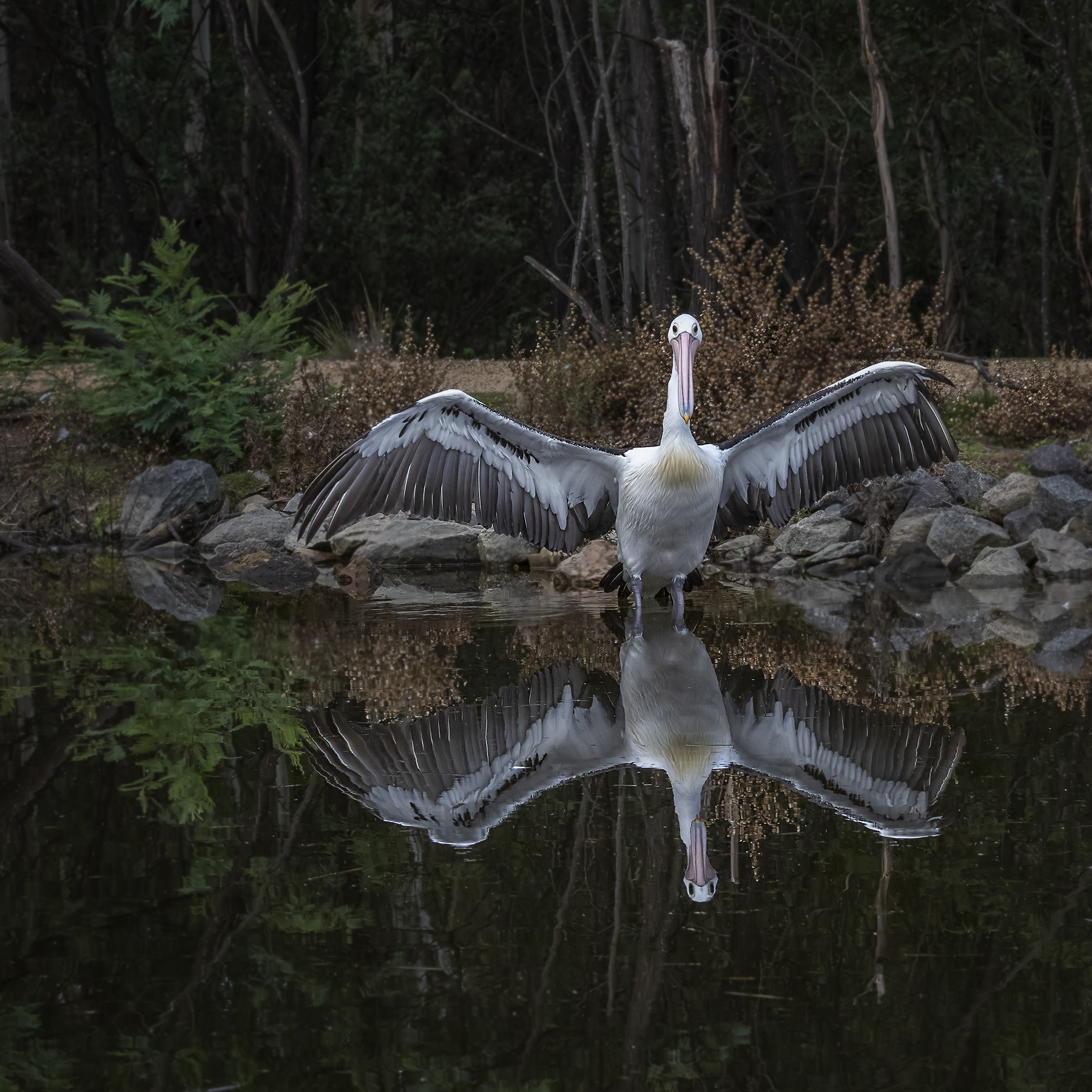Australian Pelican (Image ID 42754)