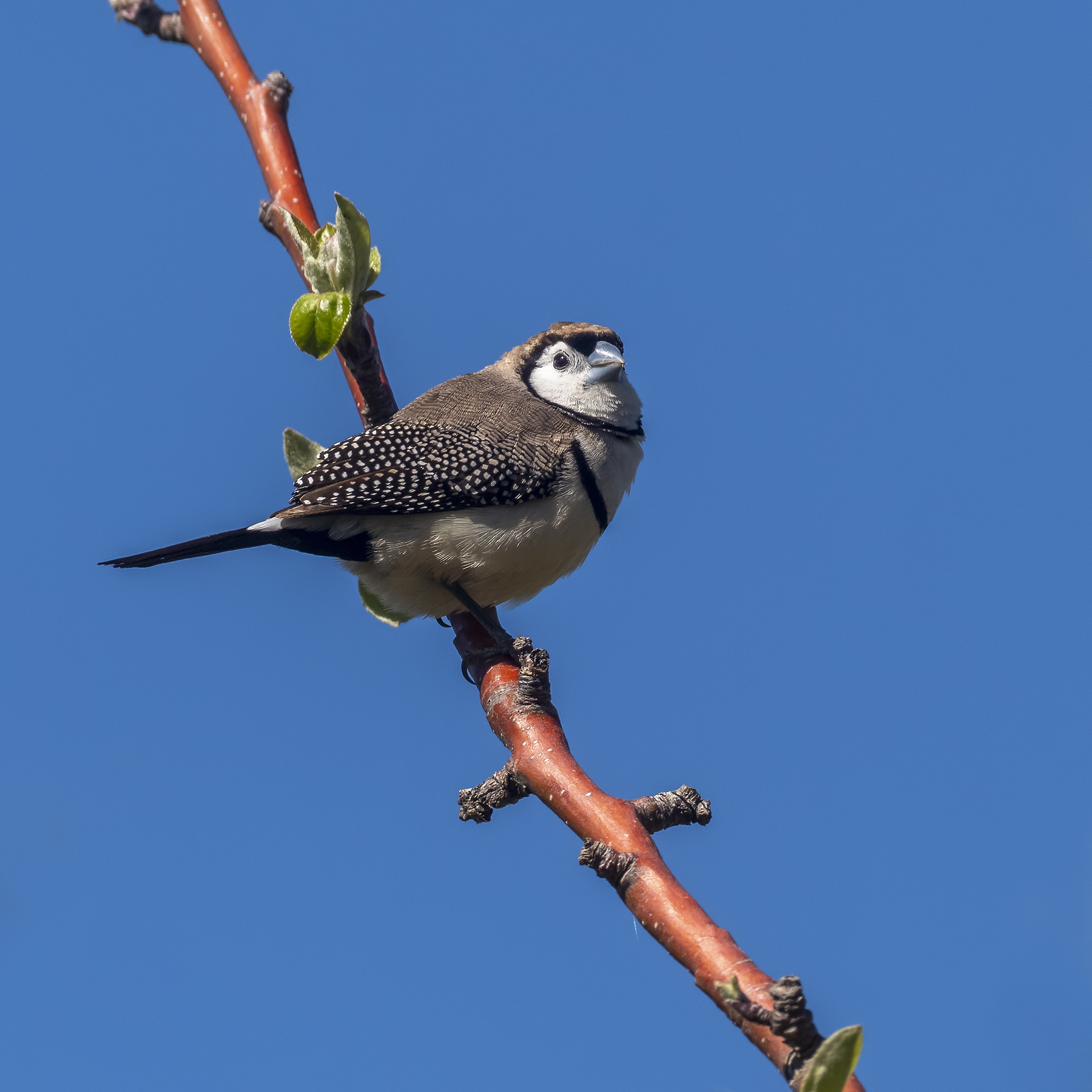 Double-barred Finch (Image ID 42657)