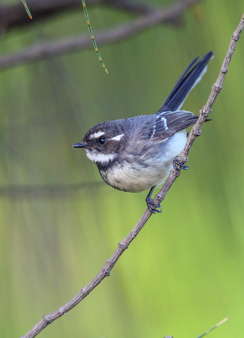 Grey Fantail (Image ID 42670)