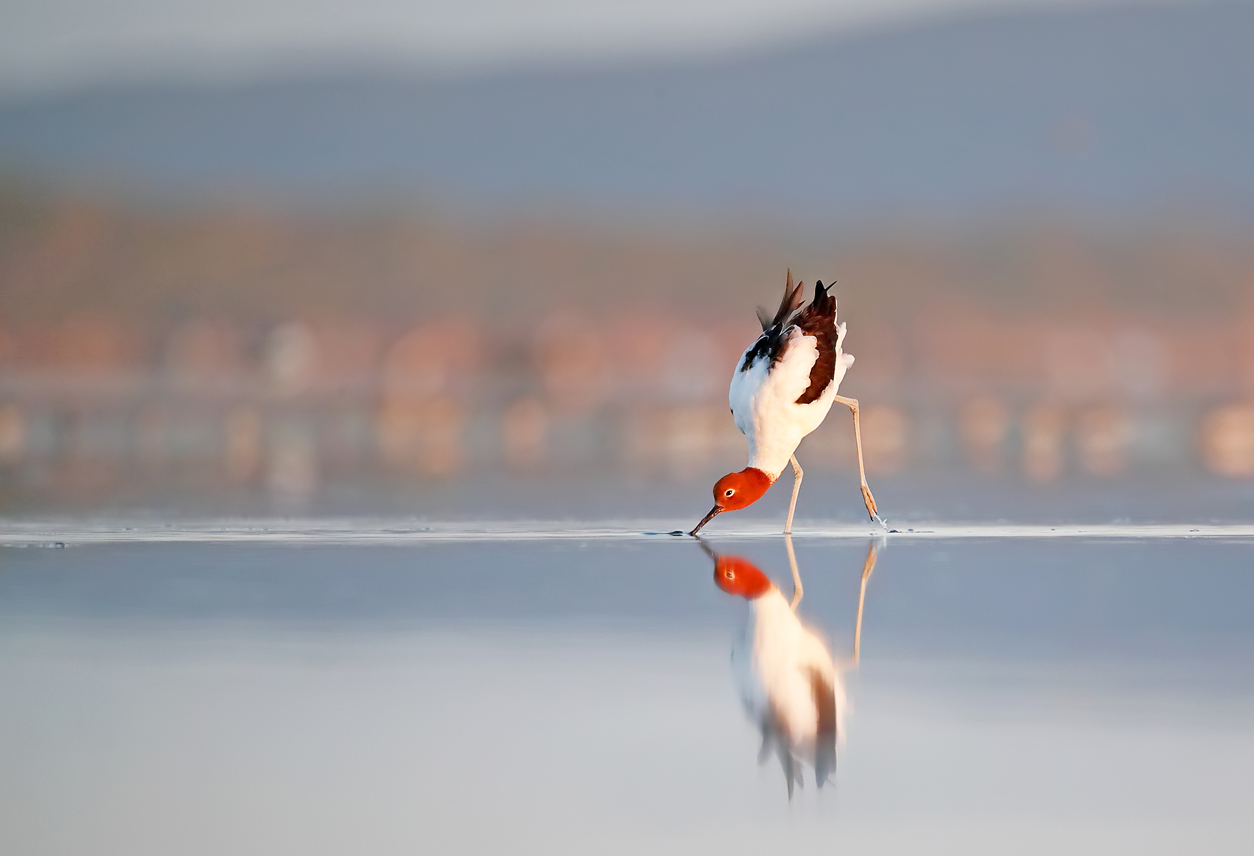 Red-necked Avocet (Image ID 42804)