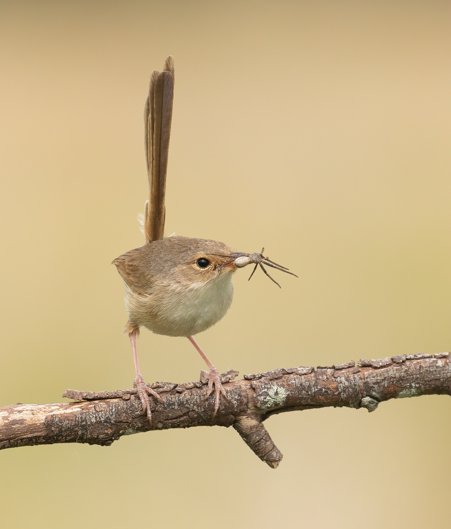 Red-backed Fairy-wren (Image ID 42853)