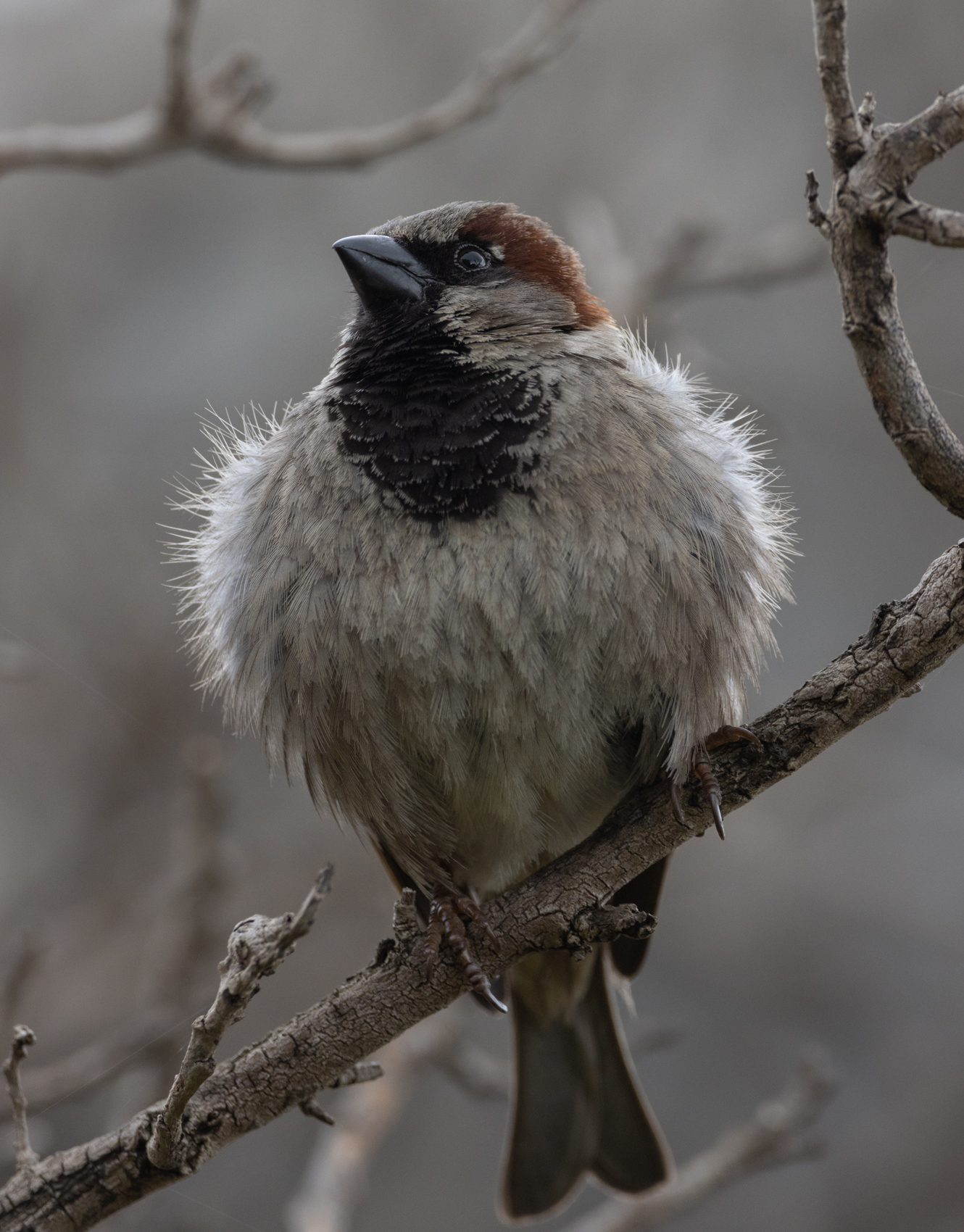 House Sparrow (Image ID 43071)
