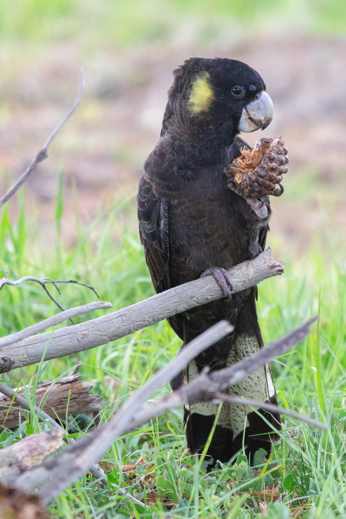 Yellow-tailed Black-Cockatoo (Image ID 43100)