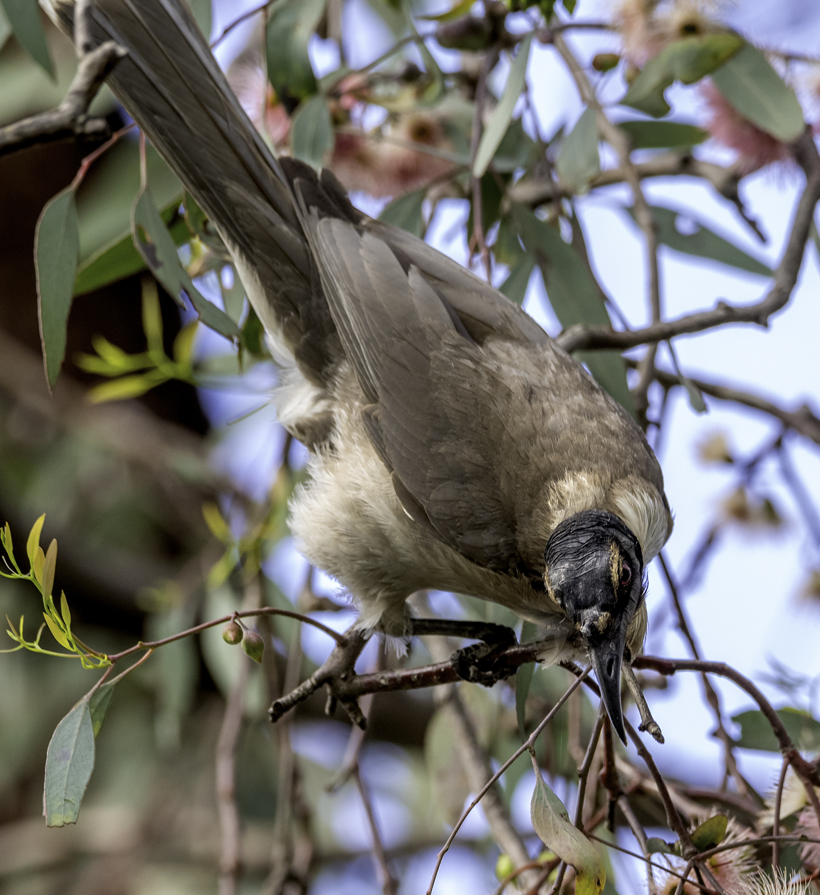 Noisy Friarbird (Image ID 43020)