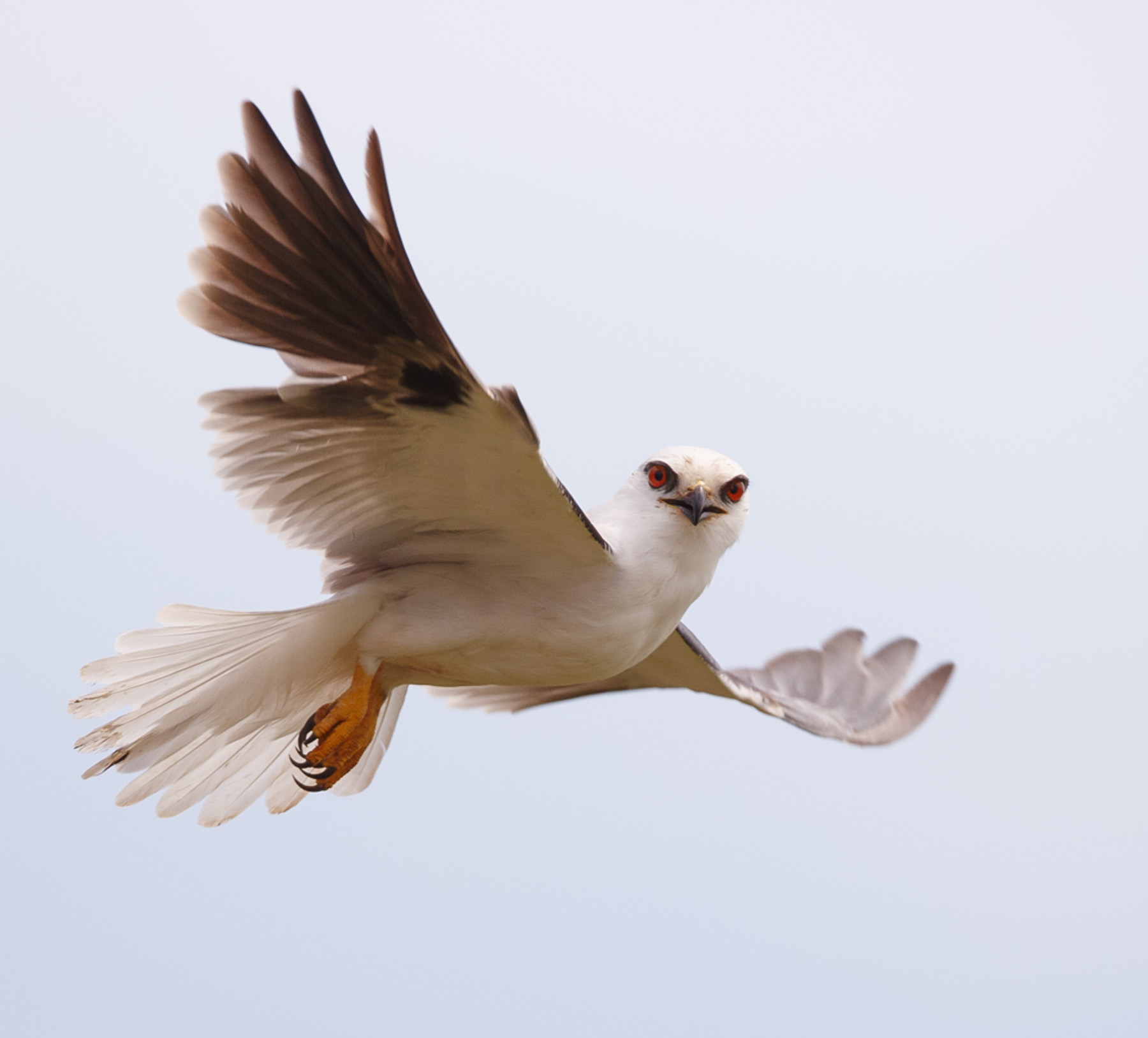 Black-shouldered Kite (Image ID 42978)
