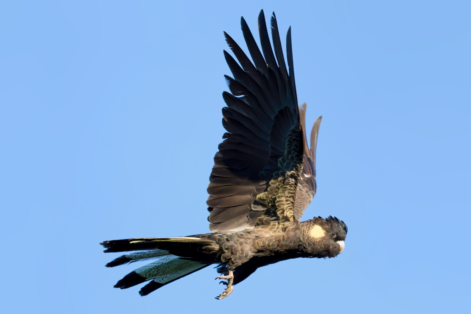 Yellow-tailed Black-Cockatoo (Image ID 42939)