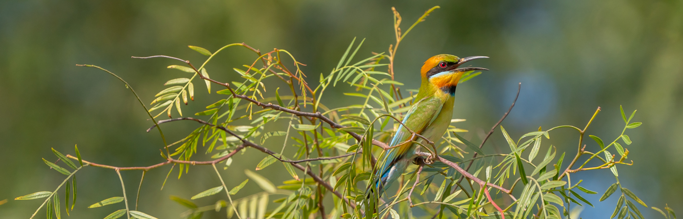 Rainbow Bee-eater (Image ID 43452)