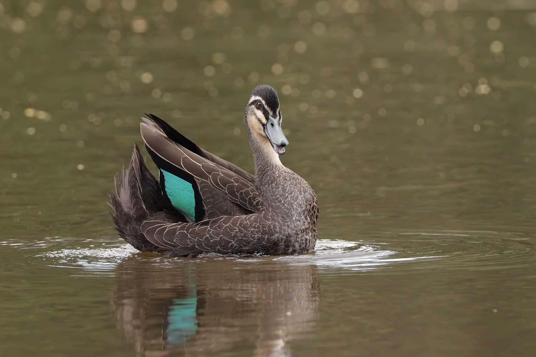 Pacific Black Duck (Image ID 43502)