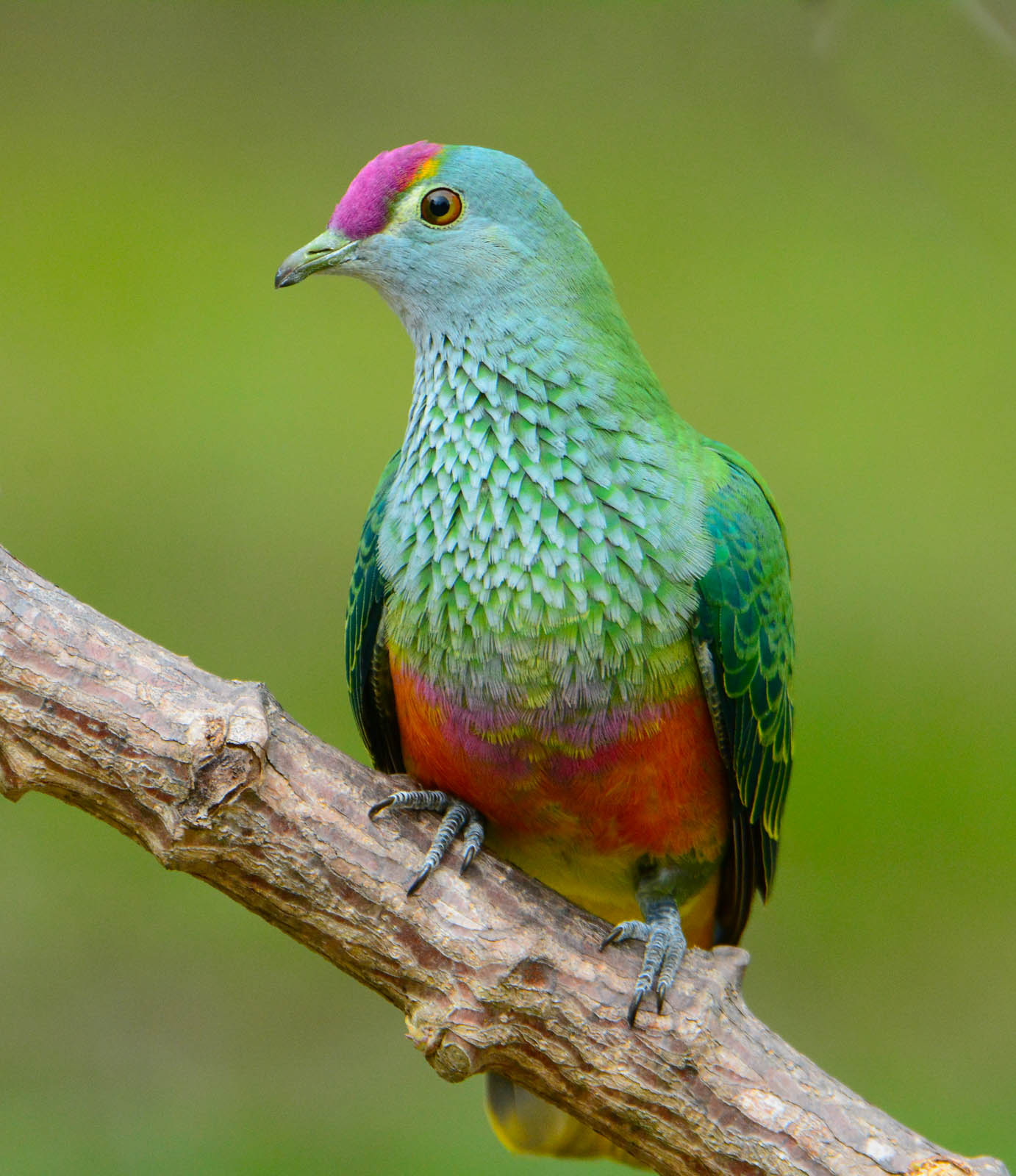 Rose-crowned Fruit-Dove (Image ID 43401)