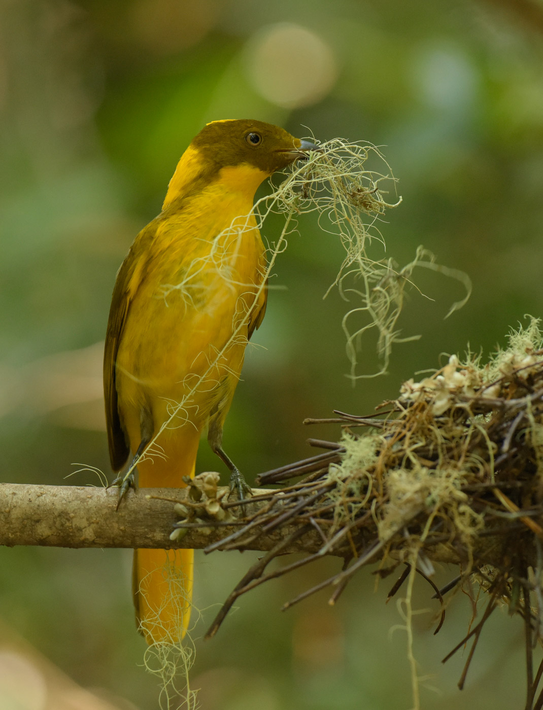 Golden Bowerbird (Image ID 43259)