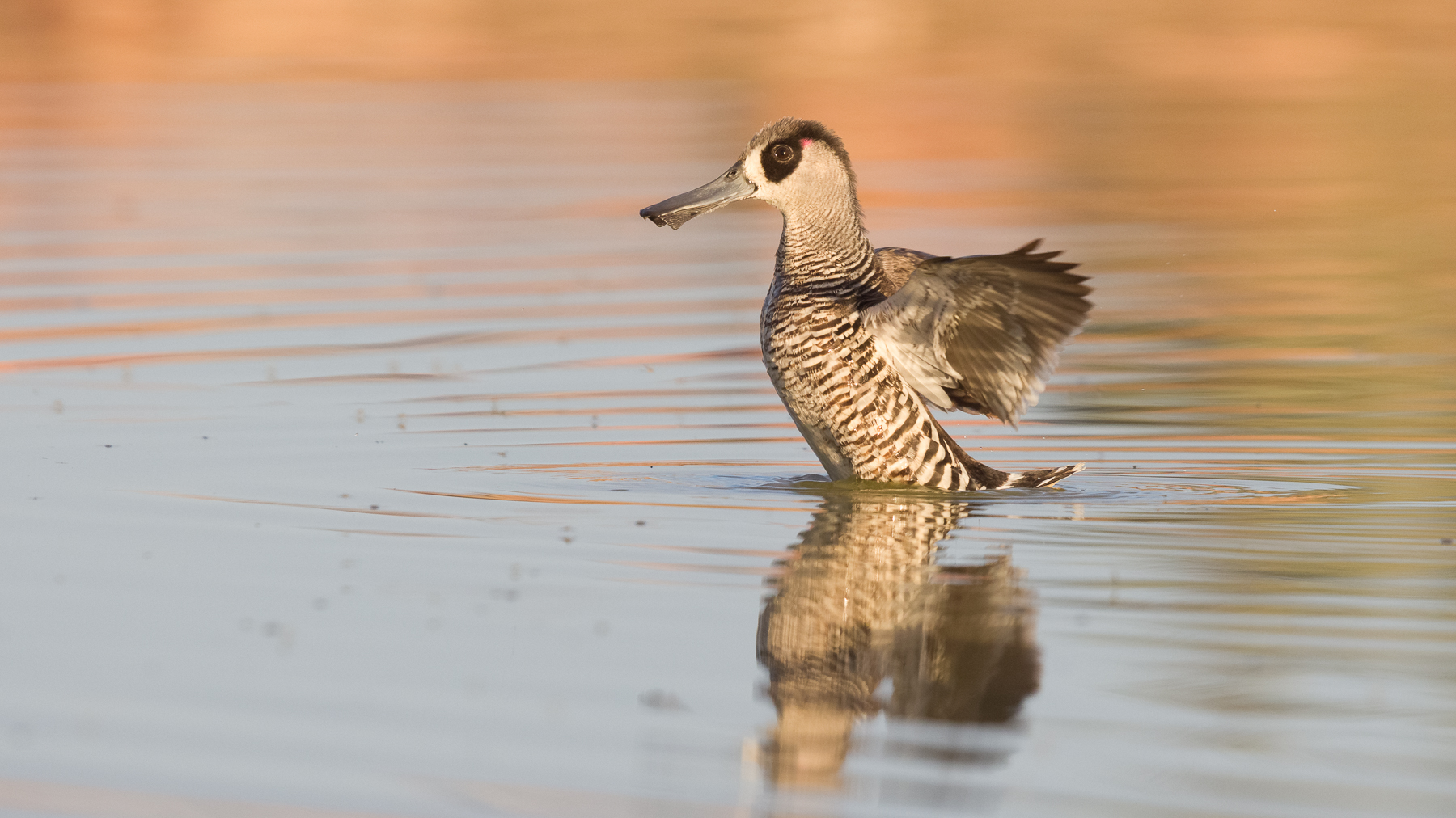 Pink-eared Duck (Image ID 43495)