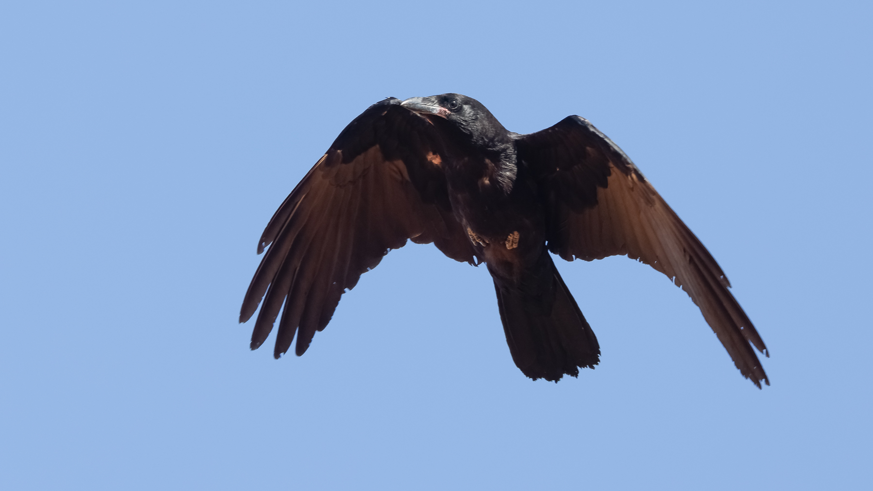 Little Crow (Image ID 43593)