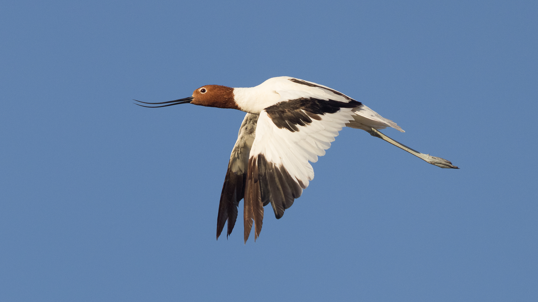 Red-necked Avocet (Image ID 43440)