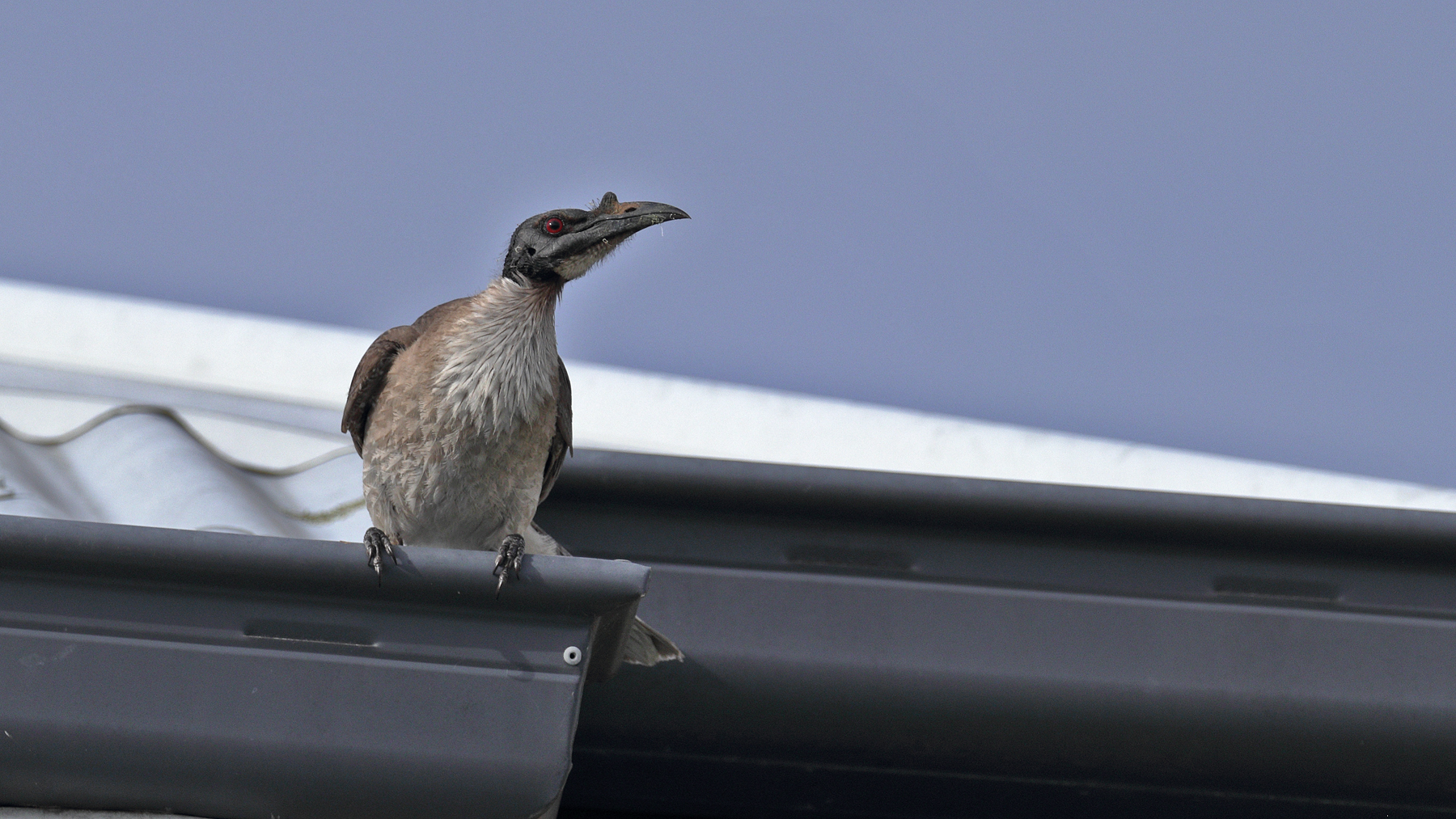 Noisy Friarbird (Image ID 43578)