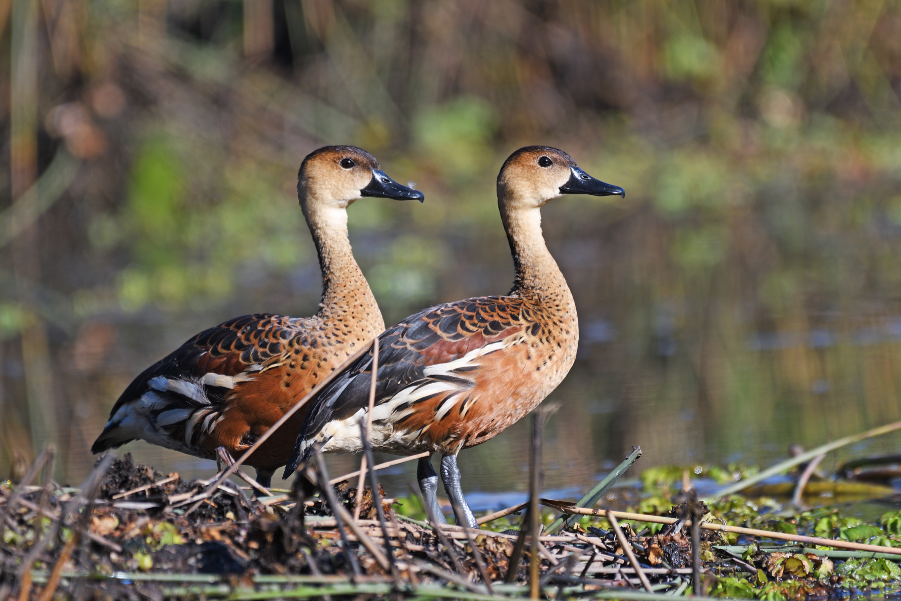Wandering Whistling-Duck (Image ID 43333)