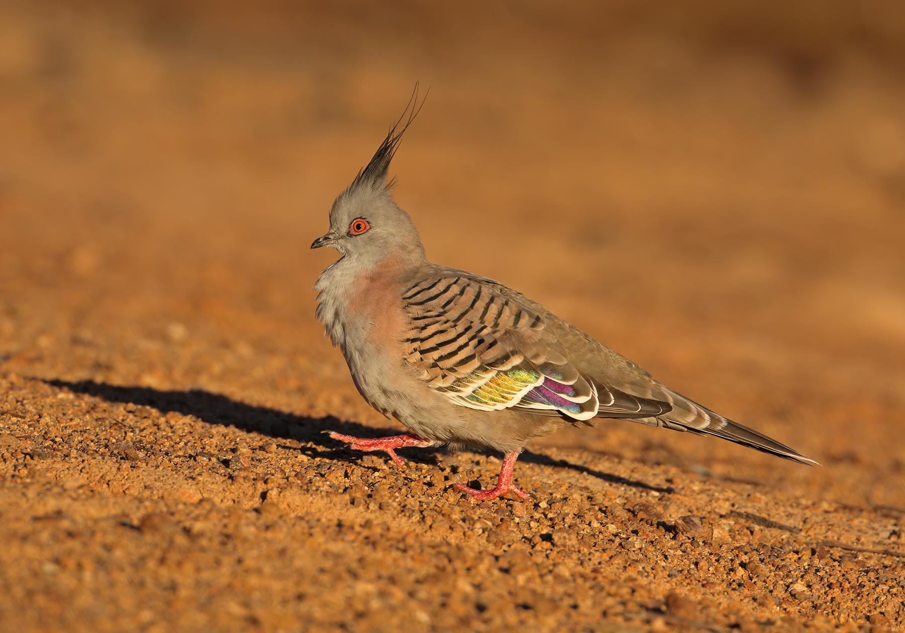 Crested Pigeon (Image ID 43414)