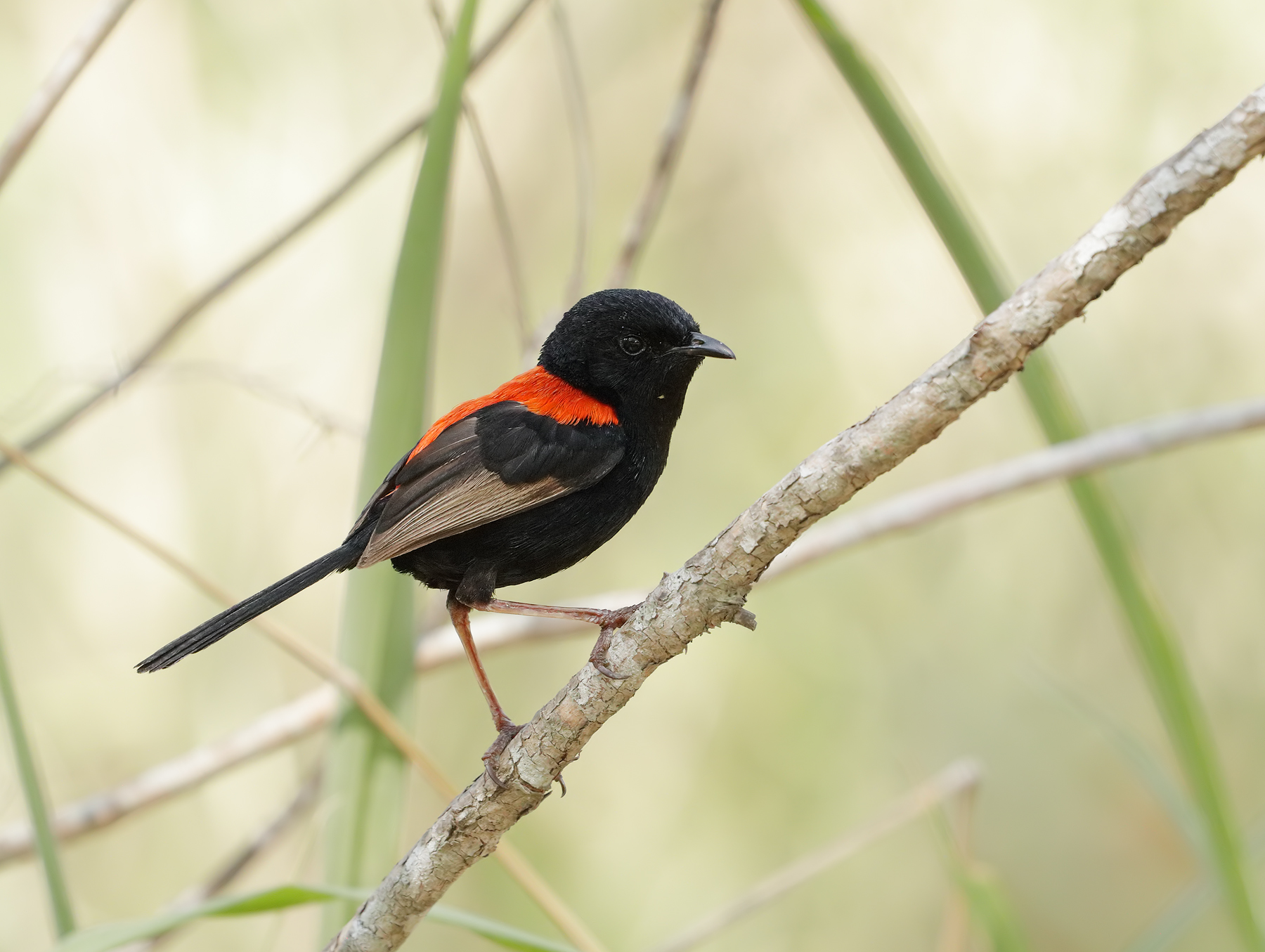 Red-backed Fairy-wren (Image ID 43637)