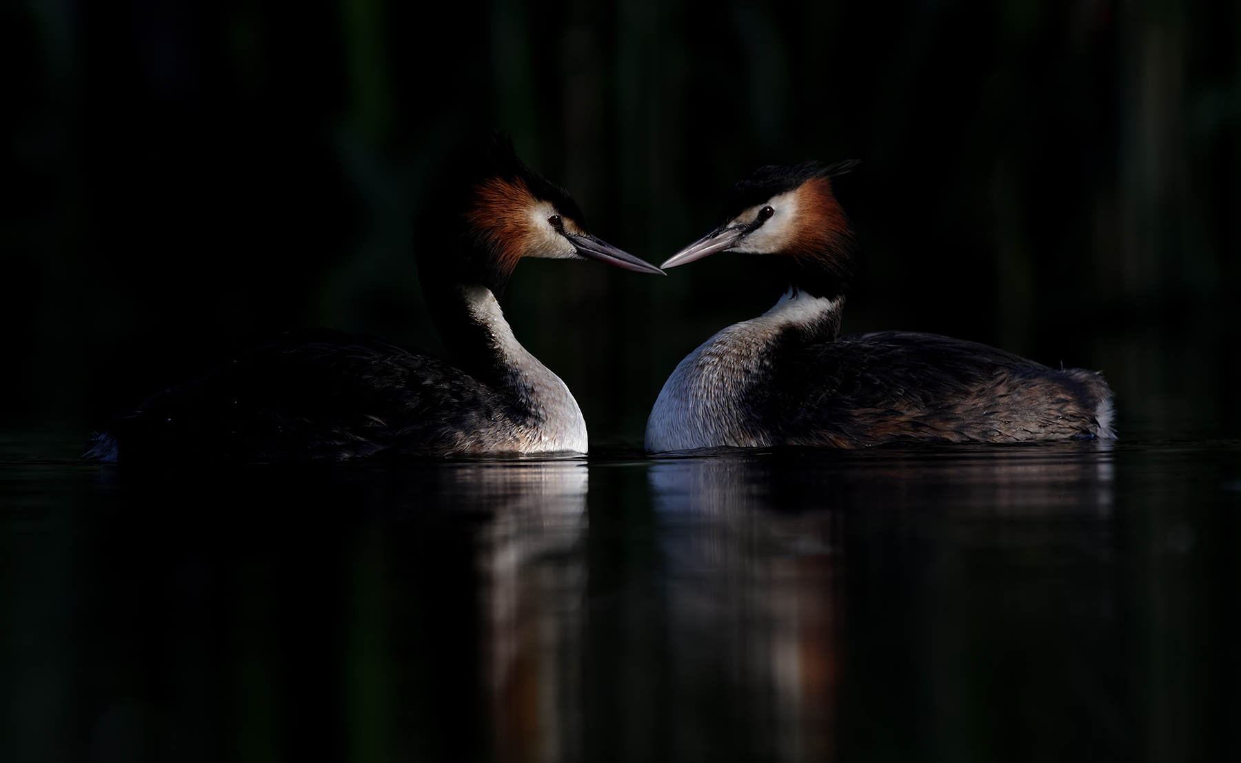 Great Crested Grebe (Image ID 43655)