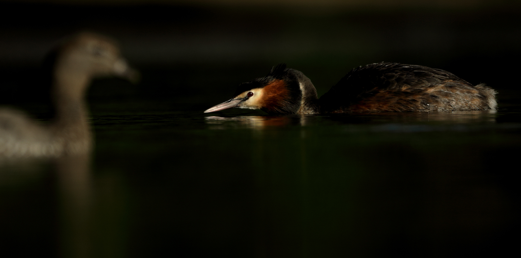 Great Crested Grebe (Image ID 43651)