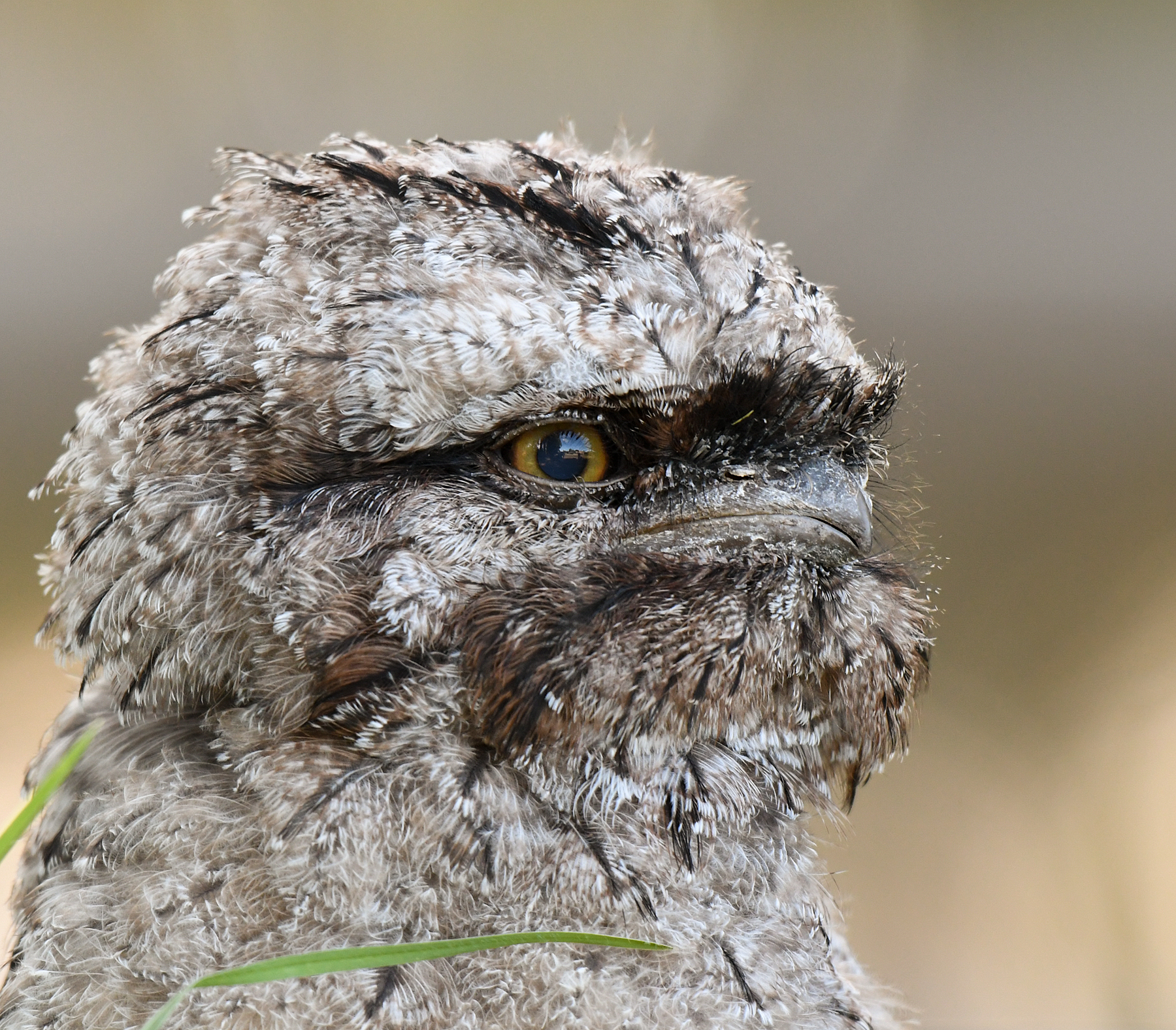Tawny Frogmouth (Image ID 43572)