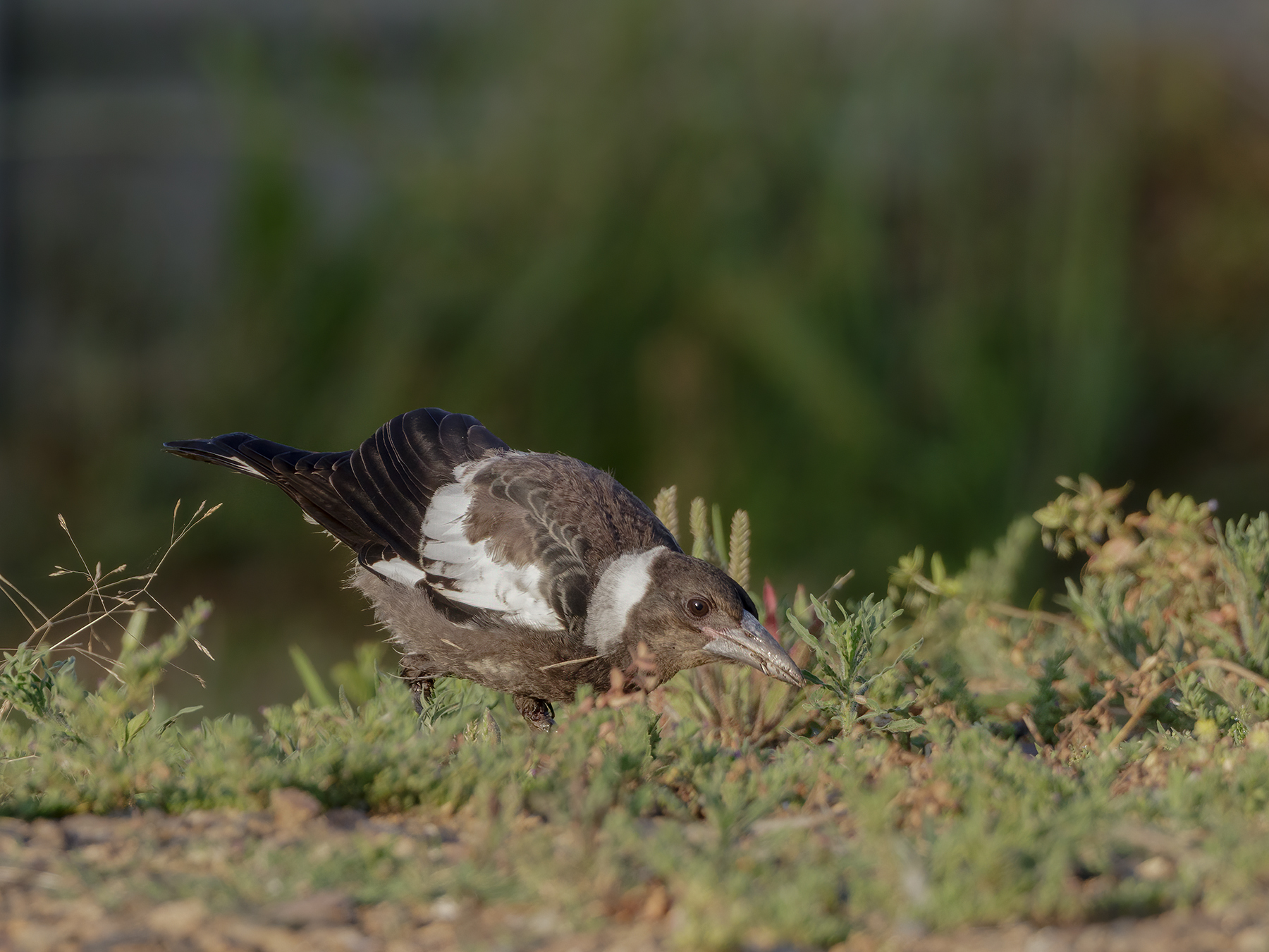Australian Magpie (Image ID 43541)