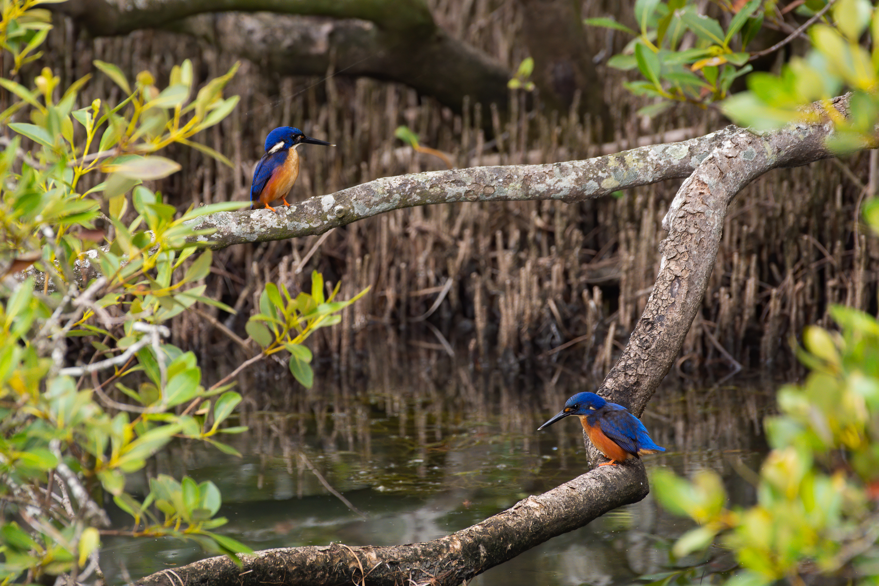 Azure Kingfisher (Image ID 43516)