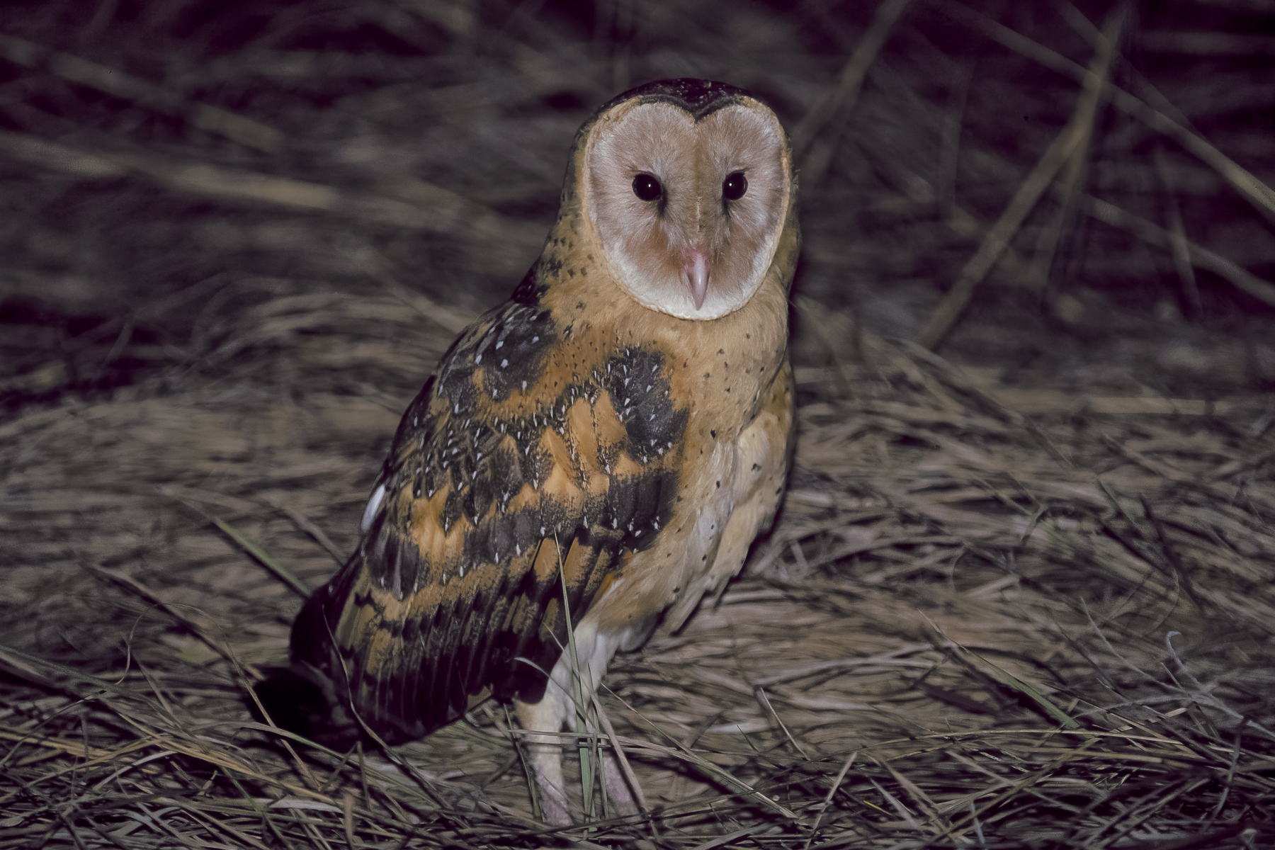 Eastern Grass Owl (Image ID 43566)