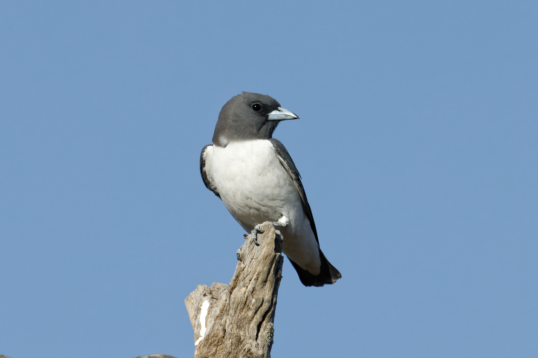 White-breasted Woodswallow (Image ID 43507)