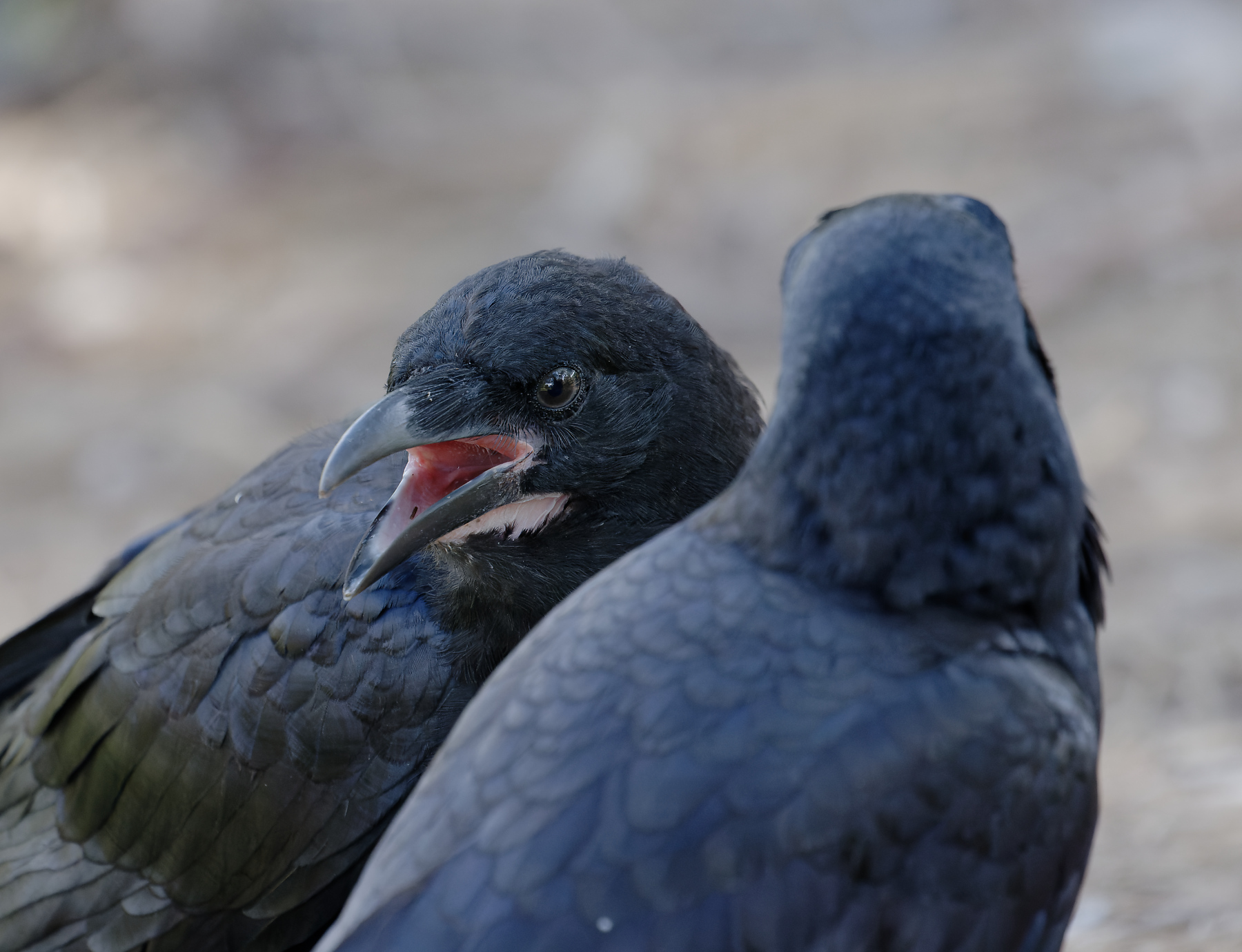 Australian Raven (Image ID 43377)