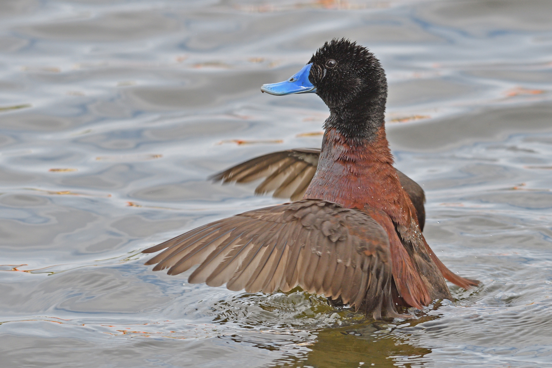 Blue-billed Duck (Image ID 43539)
