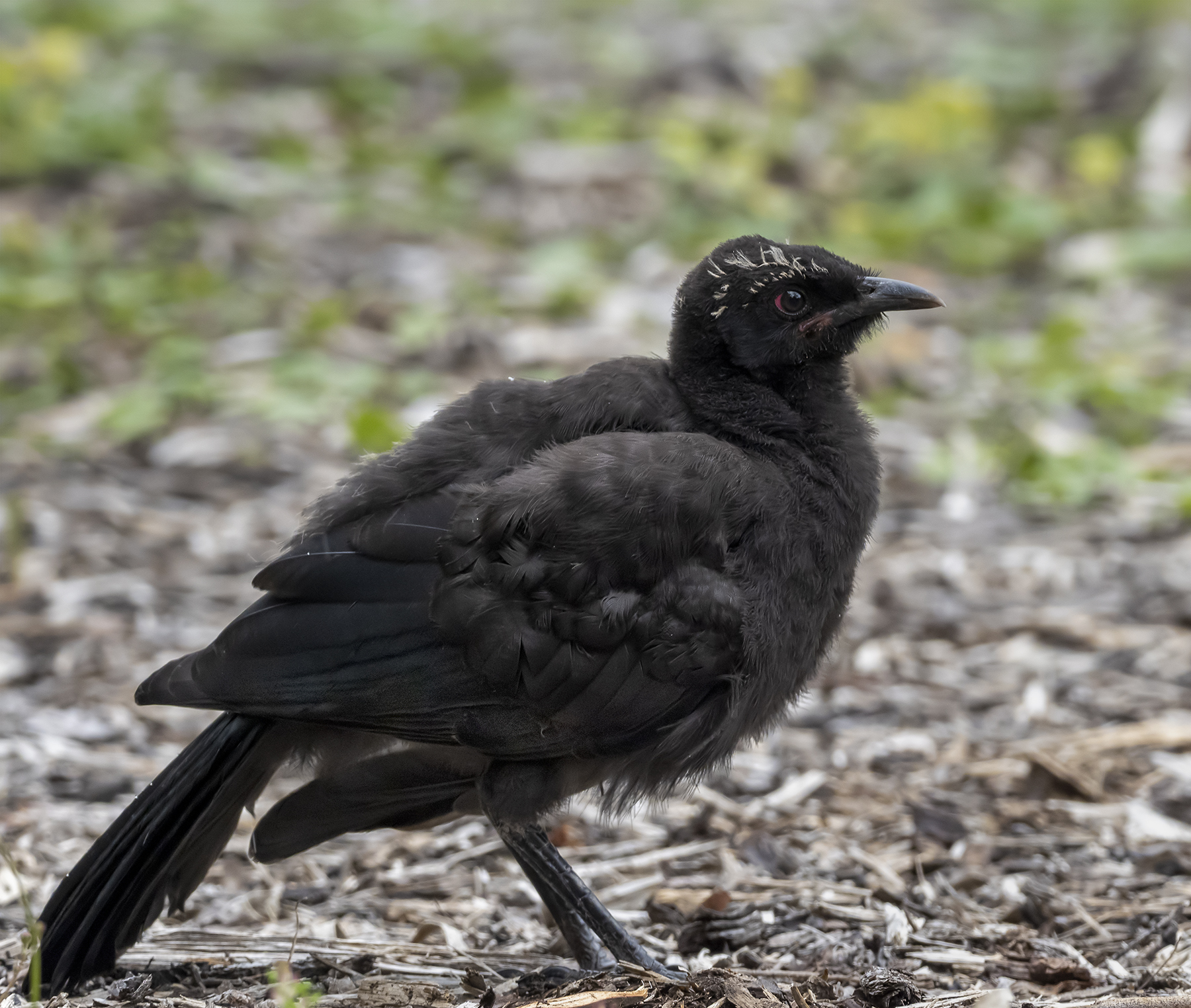 White-winged Chough (Image ID 43312)