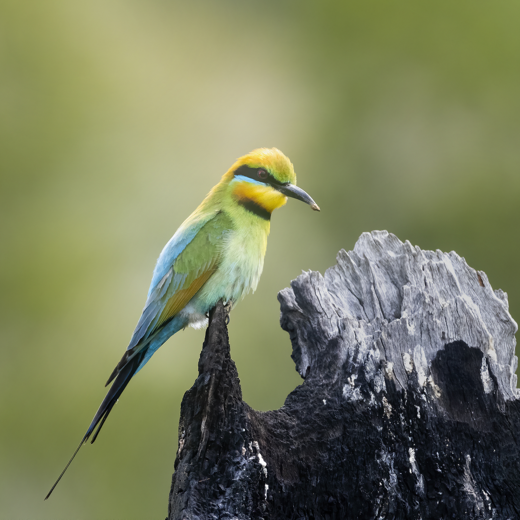 Rainbow Bee-eater (Image ID 43317)