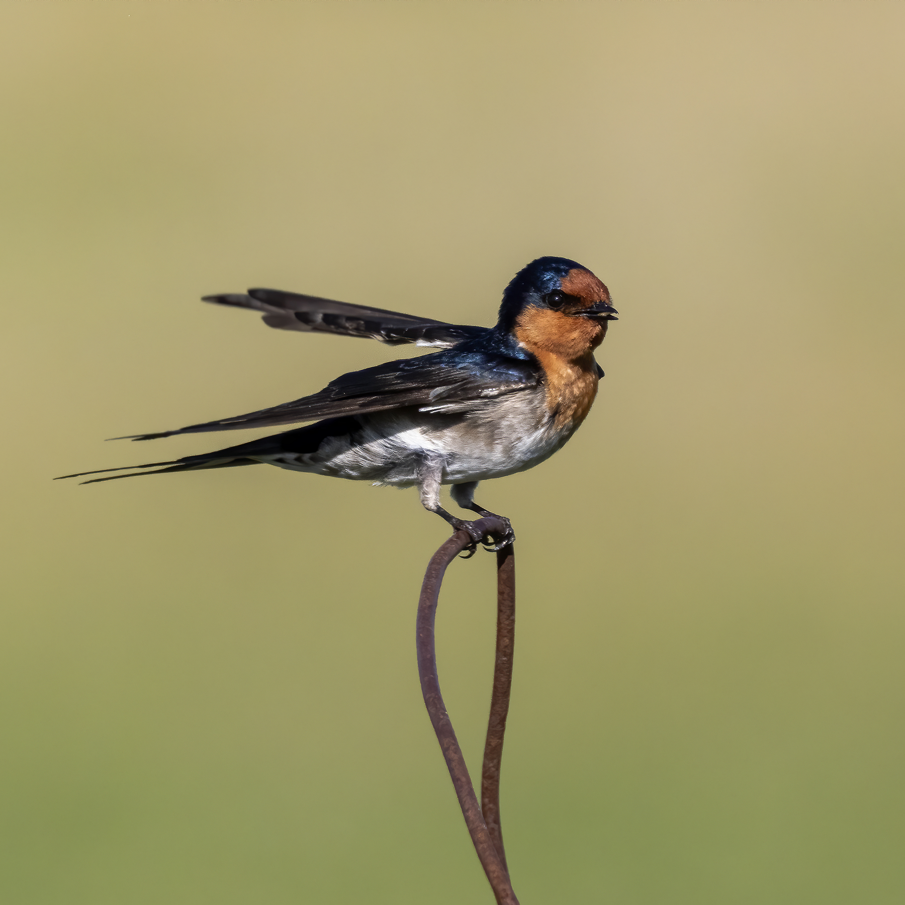 Welcome Swallow (Image ID 43222)
