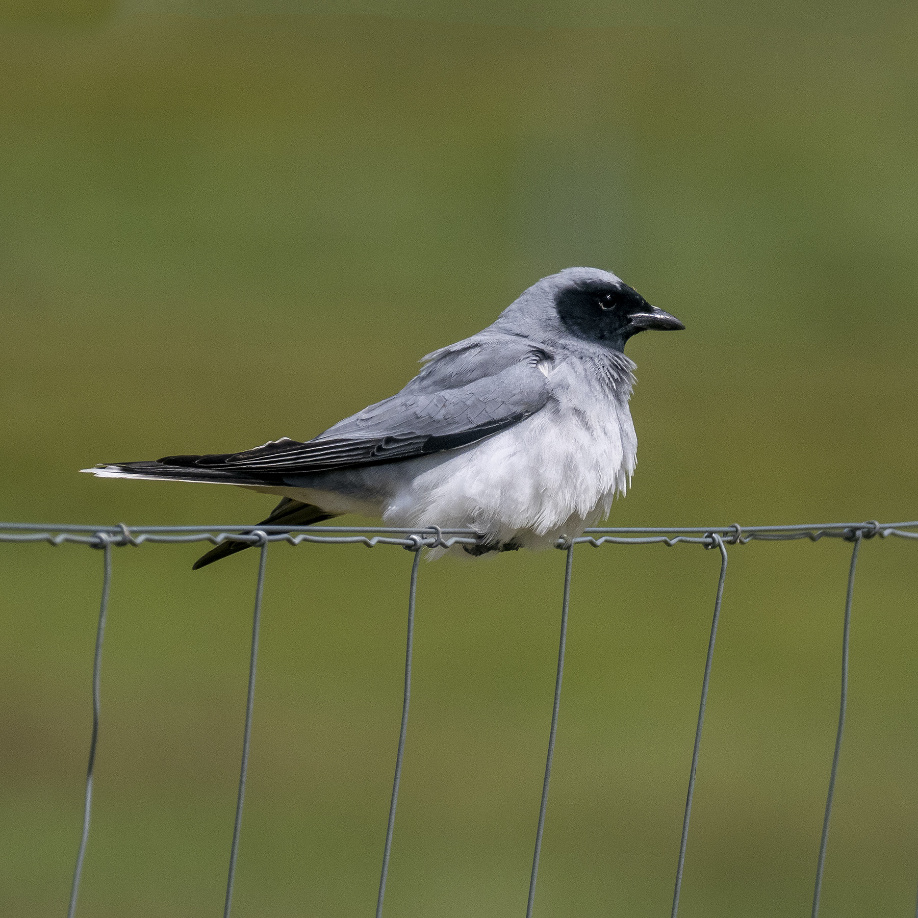 Black-faced Cuckoo-shrike (Image ID 43313)