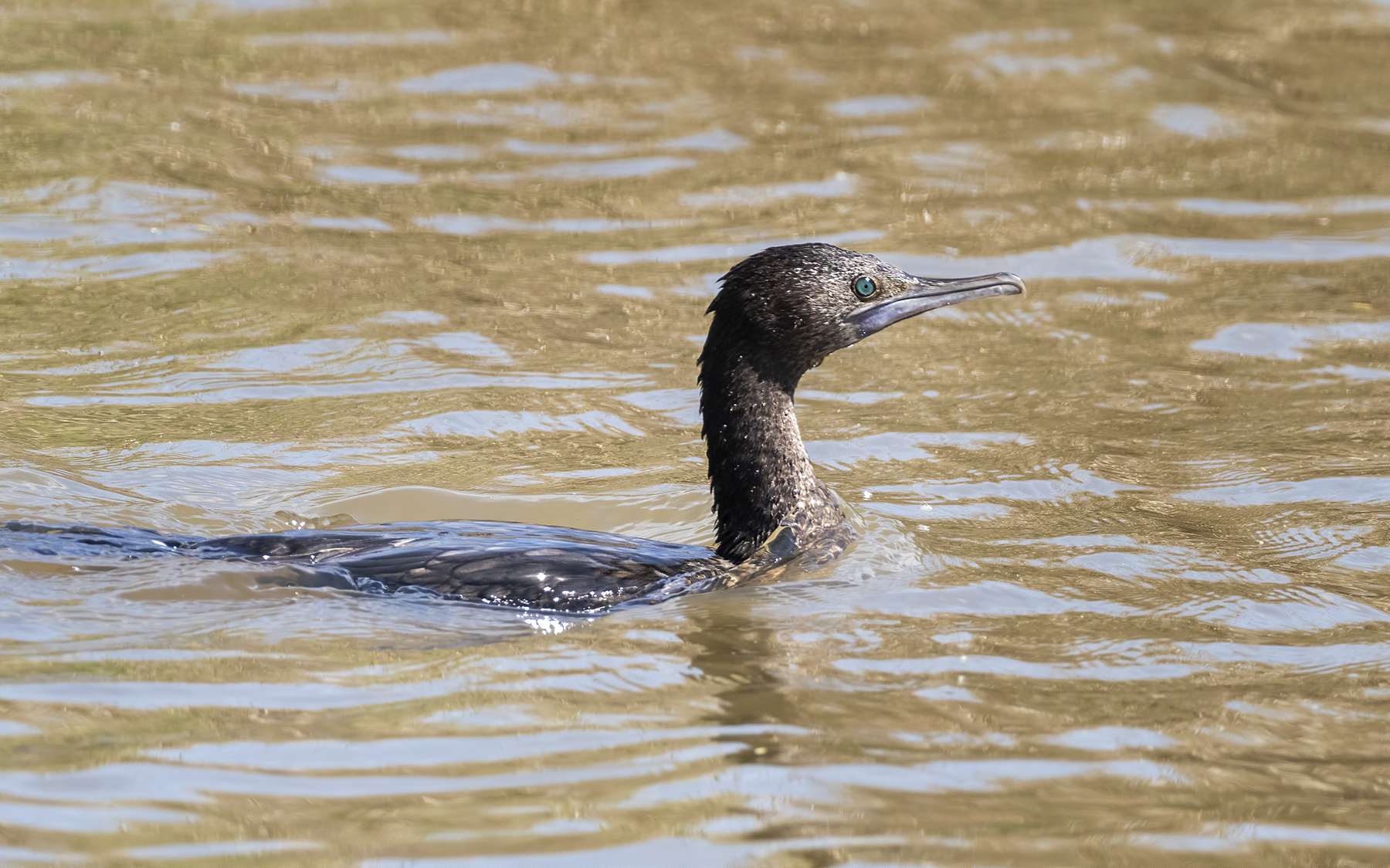 Little Black Cormorant (Image ID 43226)