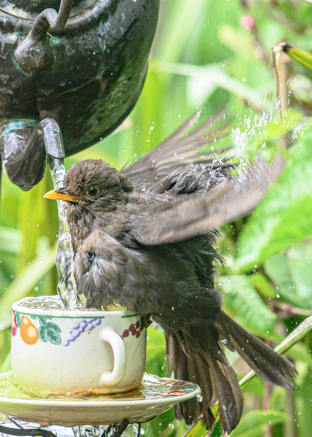 Common Blackbird (Image ID 43523)