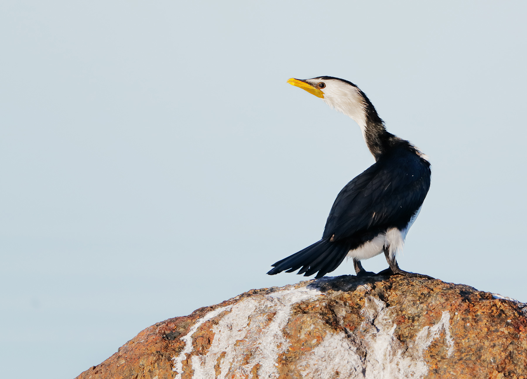Little Pied Cormorant (Image ID 43393)