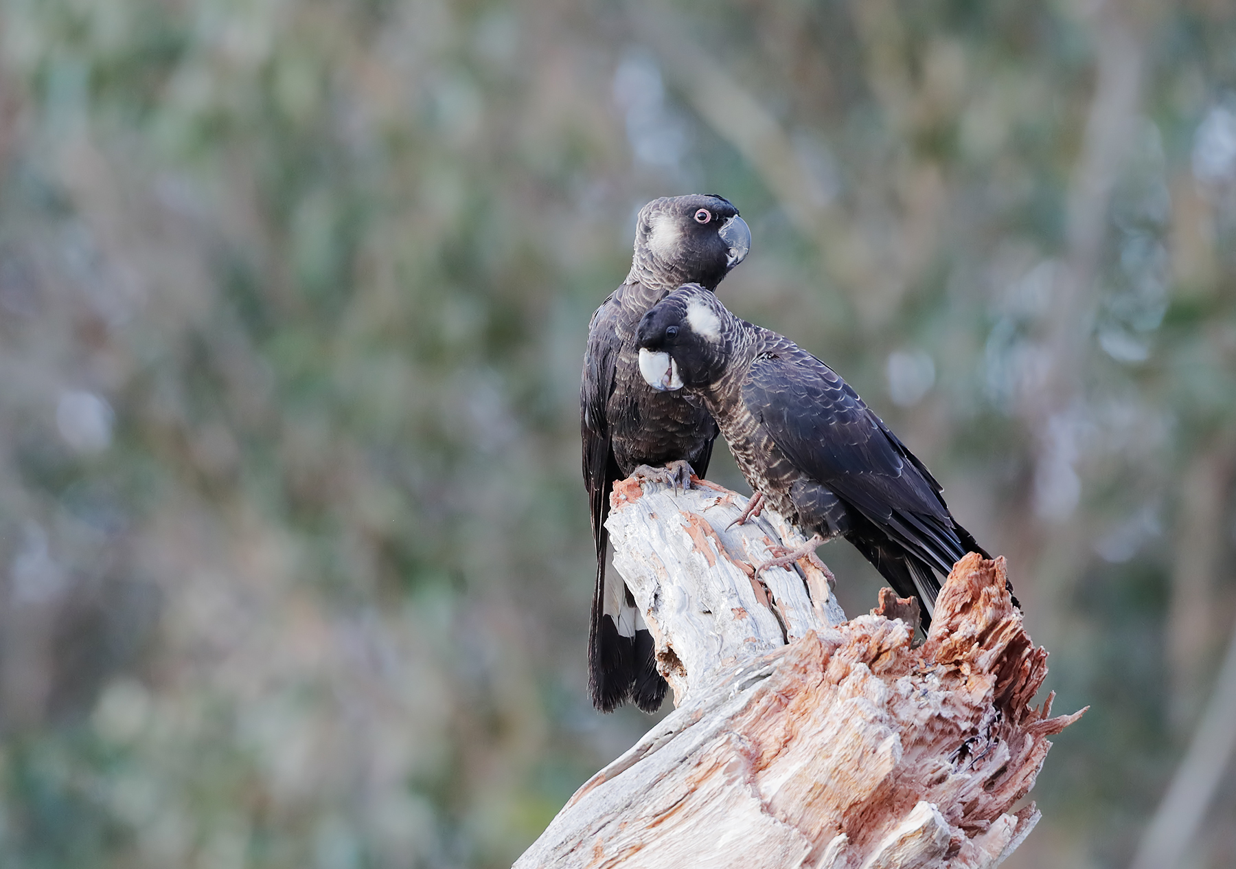 Carnaby's Black-Cockatoo (Image ID 43392)