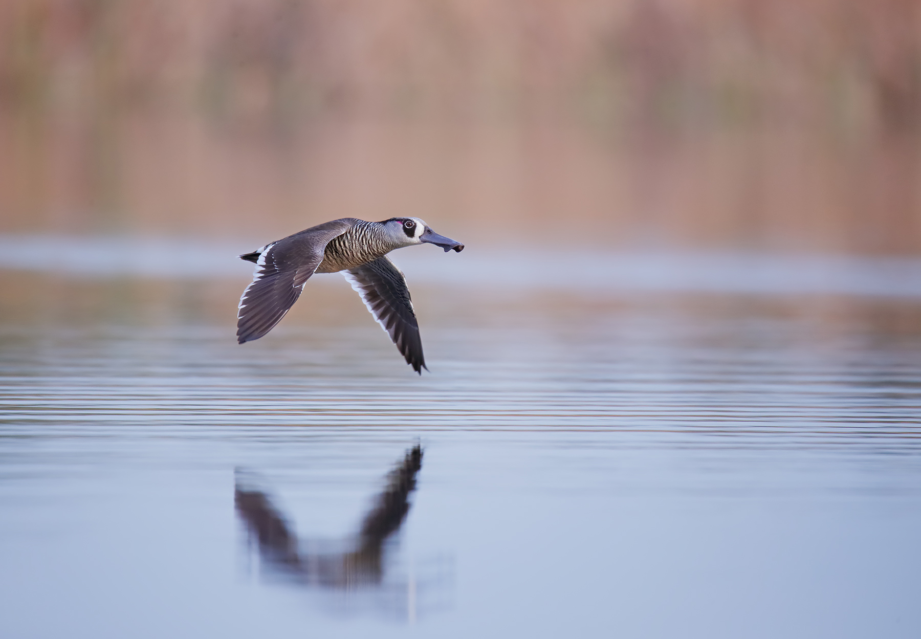 Pink-eared Duck (Image ID 43499)