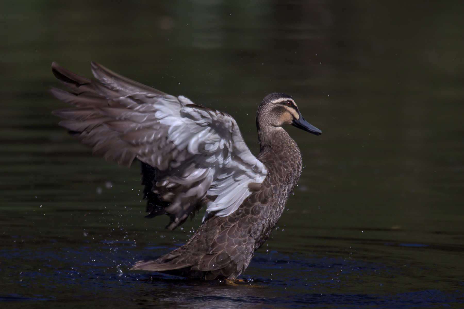 Pacific Black Duck (Image ID 43613)