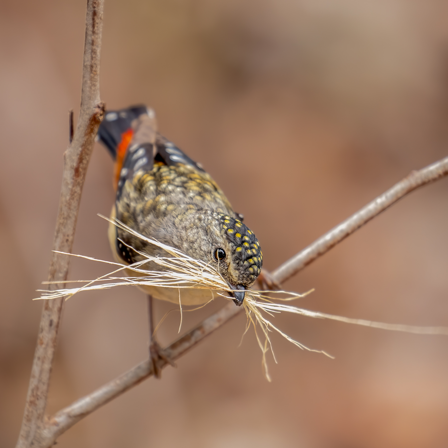Spotted Pardalote (Image ID 43626)