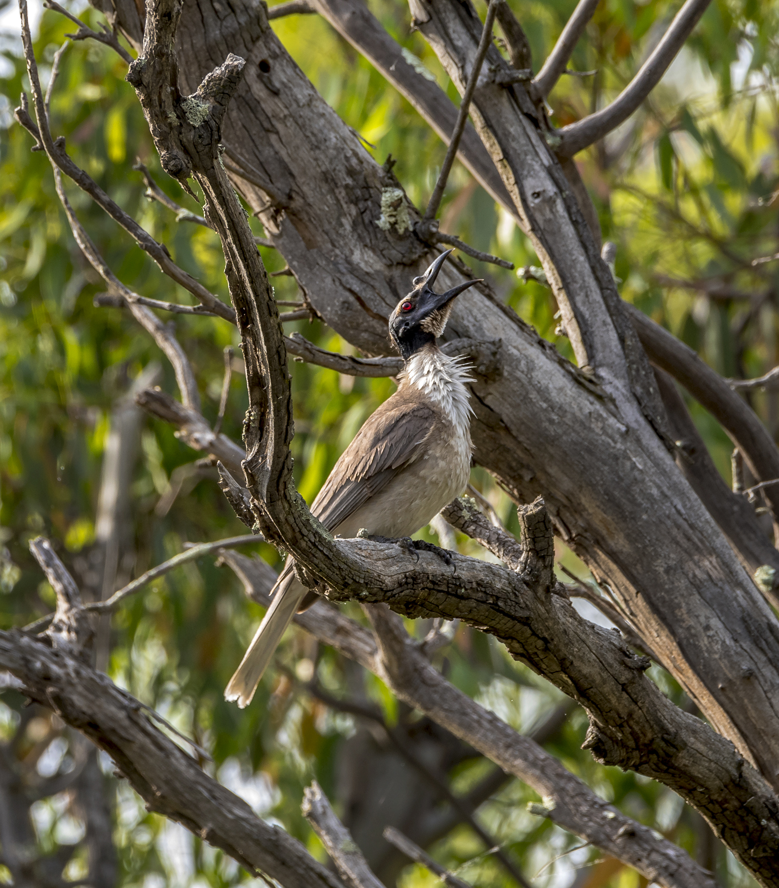 Noisy Friarbird (Image ID 43602)