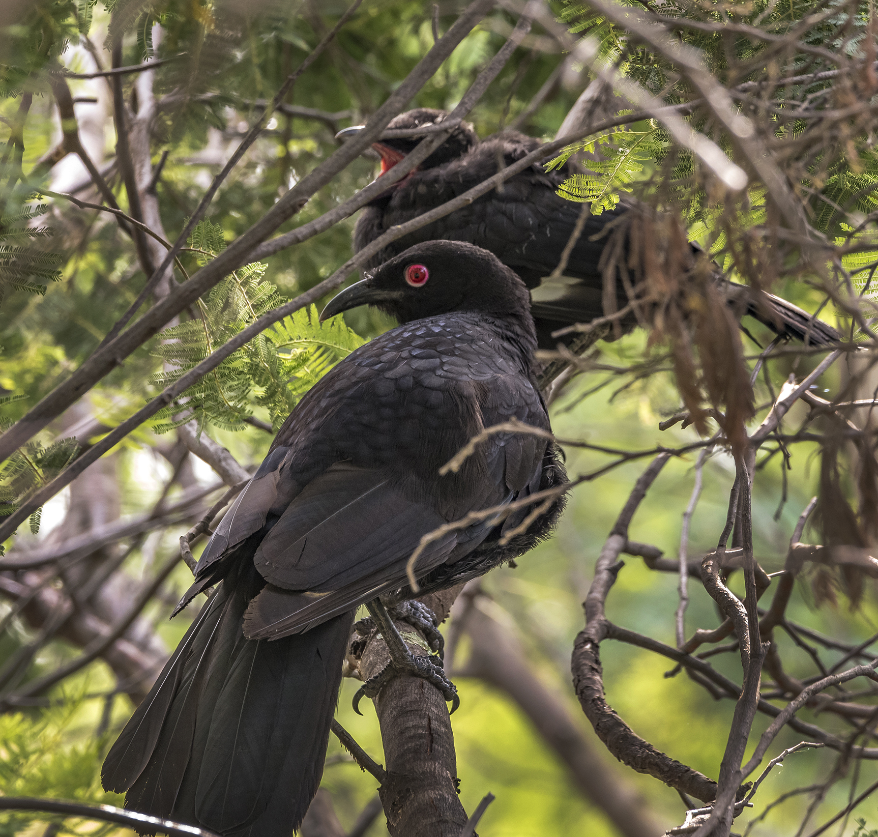 White-winged Chough (Image ID 43601)