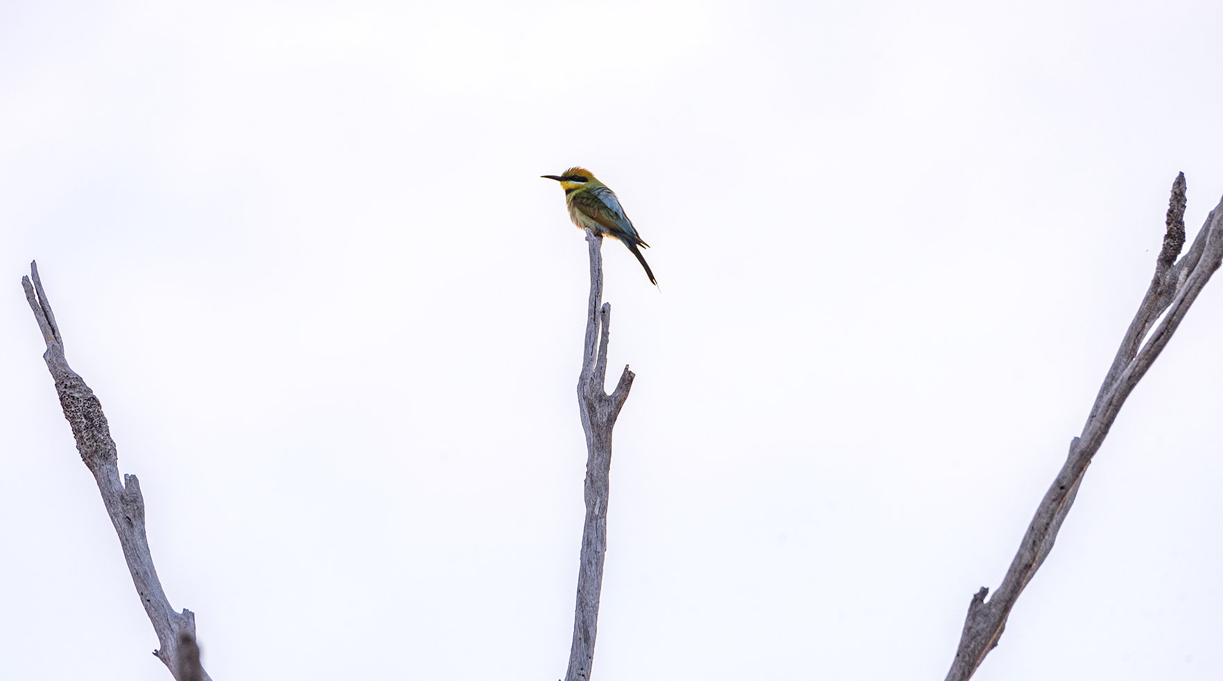 Rainbow Bee-eater (Image ID 43608)