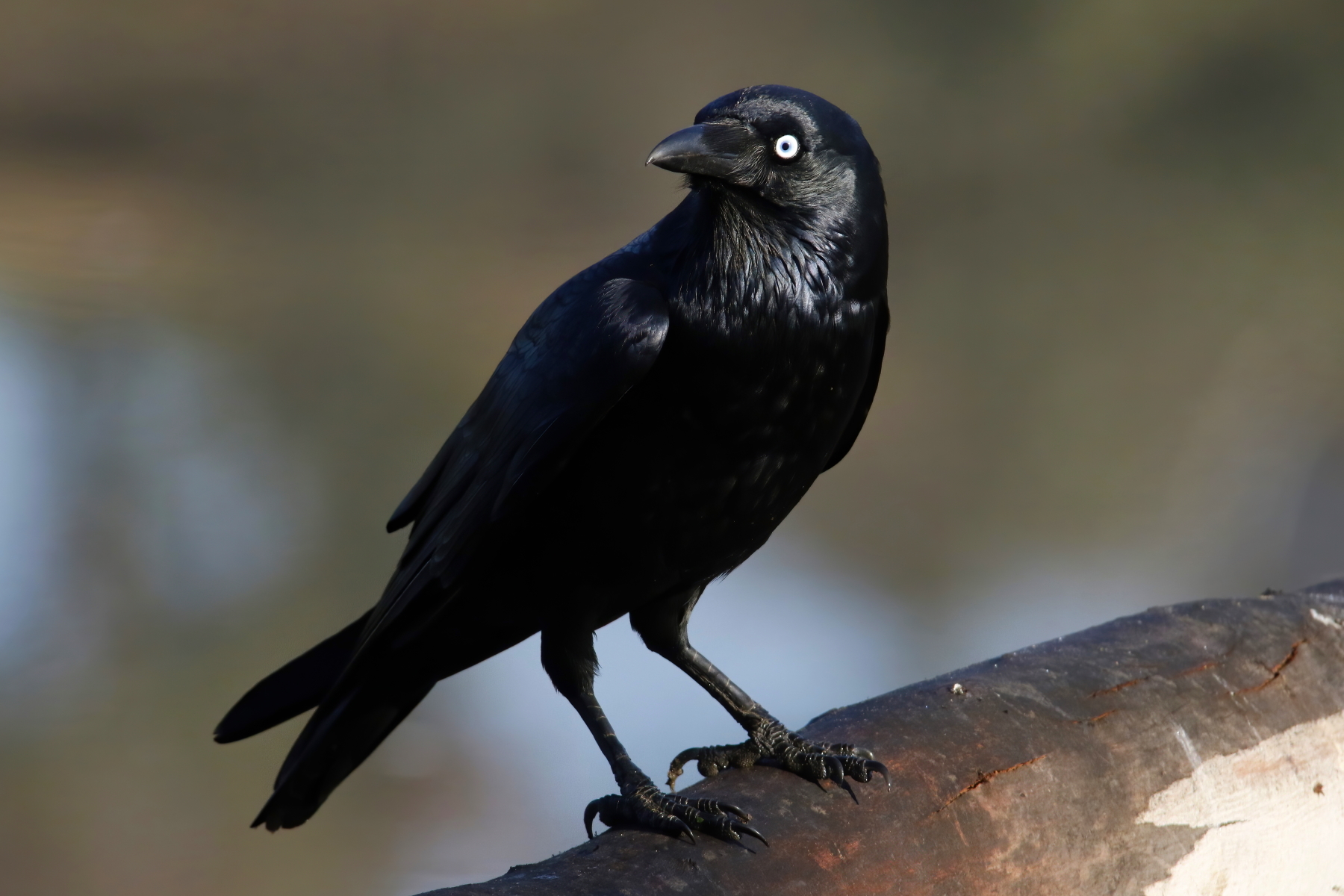Little Raven (Image ID 43445)